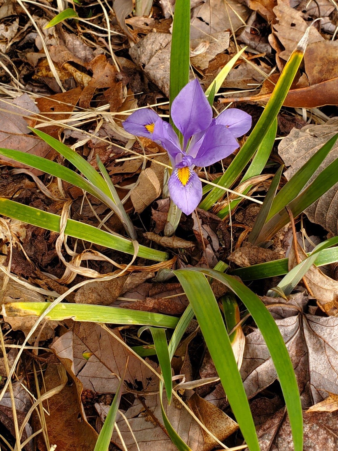 Plenty of Dwarf Iris today!
