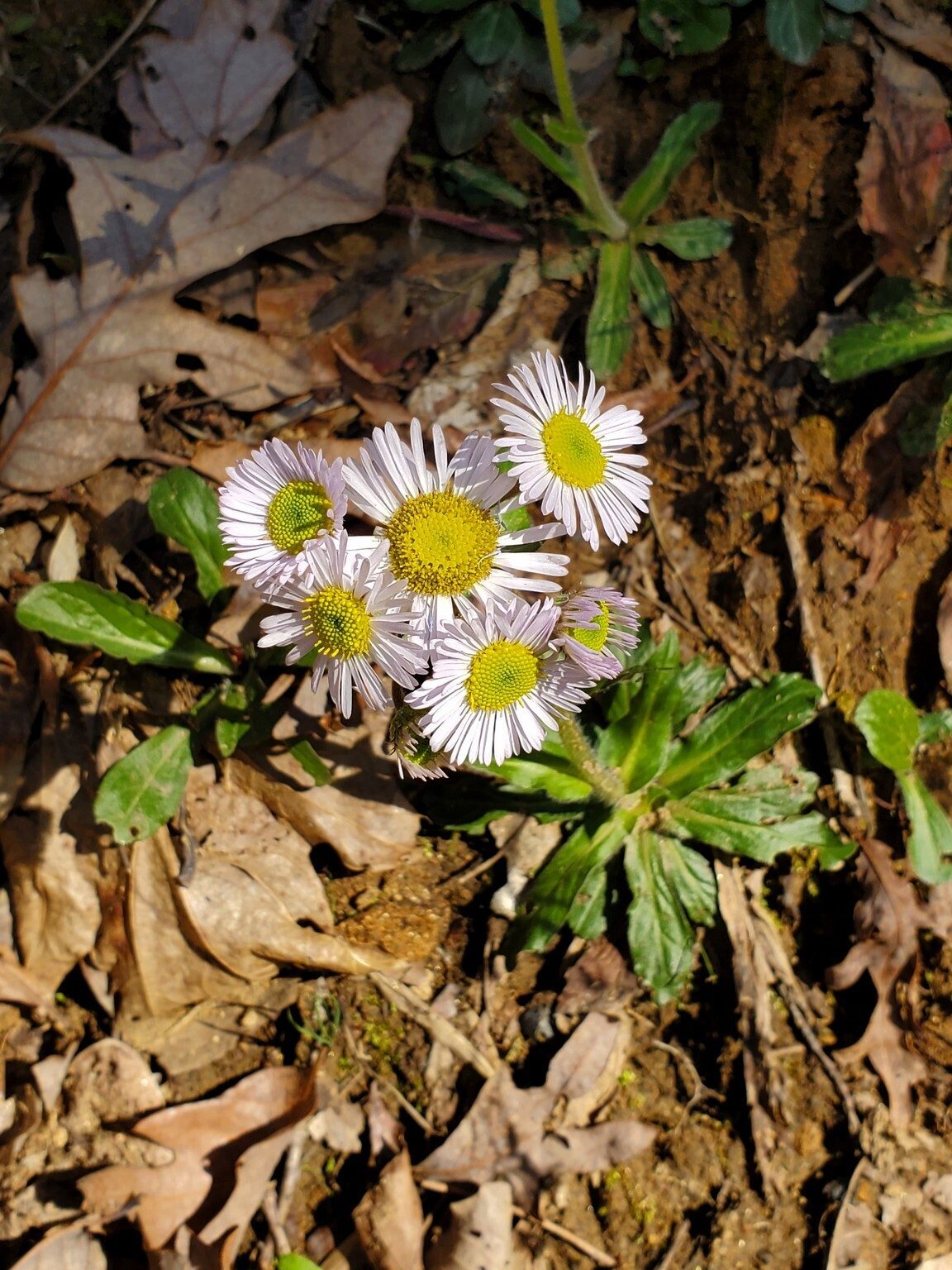 And Daisy Fleabane, too!
