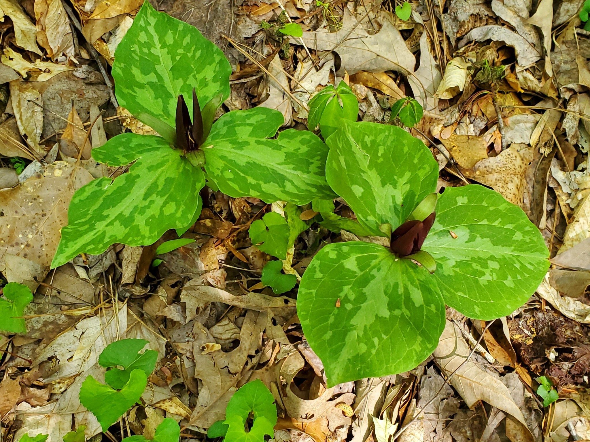 There were a few Toadshade Trillium still in bloom.