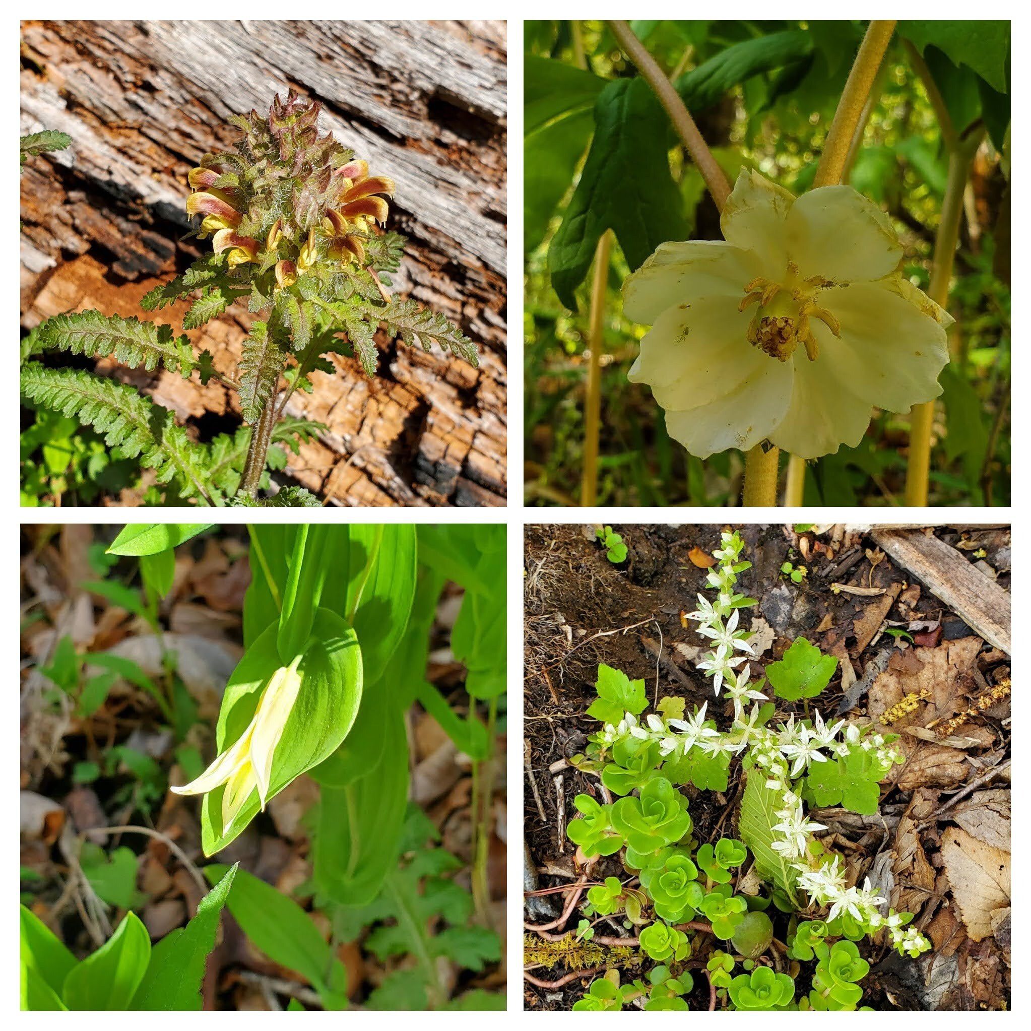 Still more wildflowers (clockwise from 10 o'clock): Wood Betony, Mayapple, Wood Stonecrop & Perfoliate Bellwort