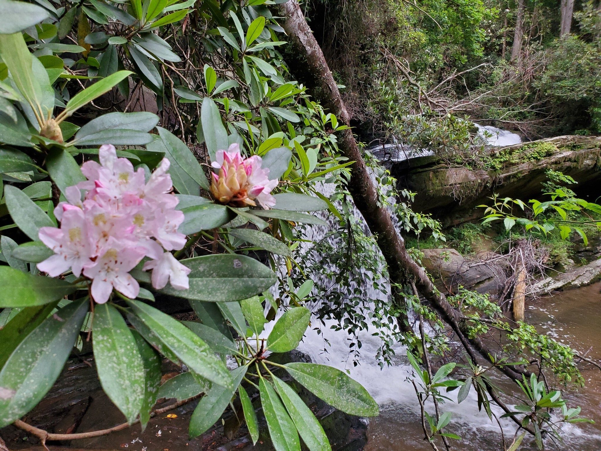 A first look at Raper Creek Falls with a Carolina Rhododendron (?) in the foreground.