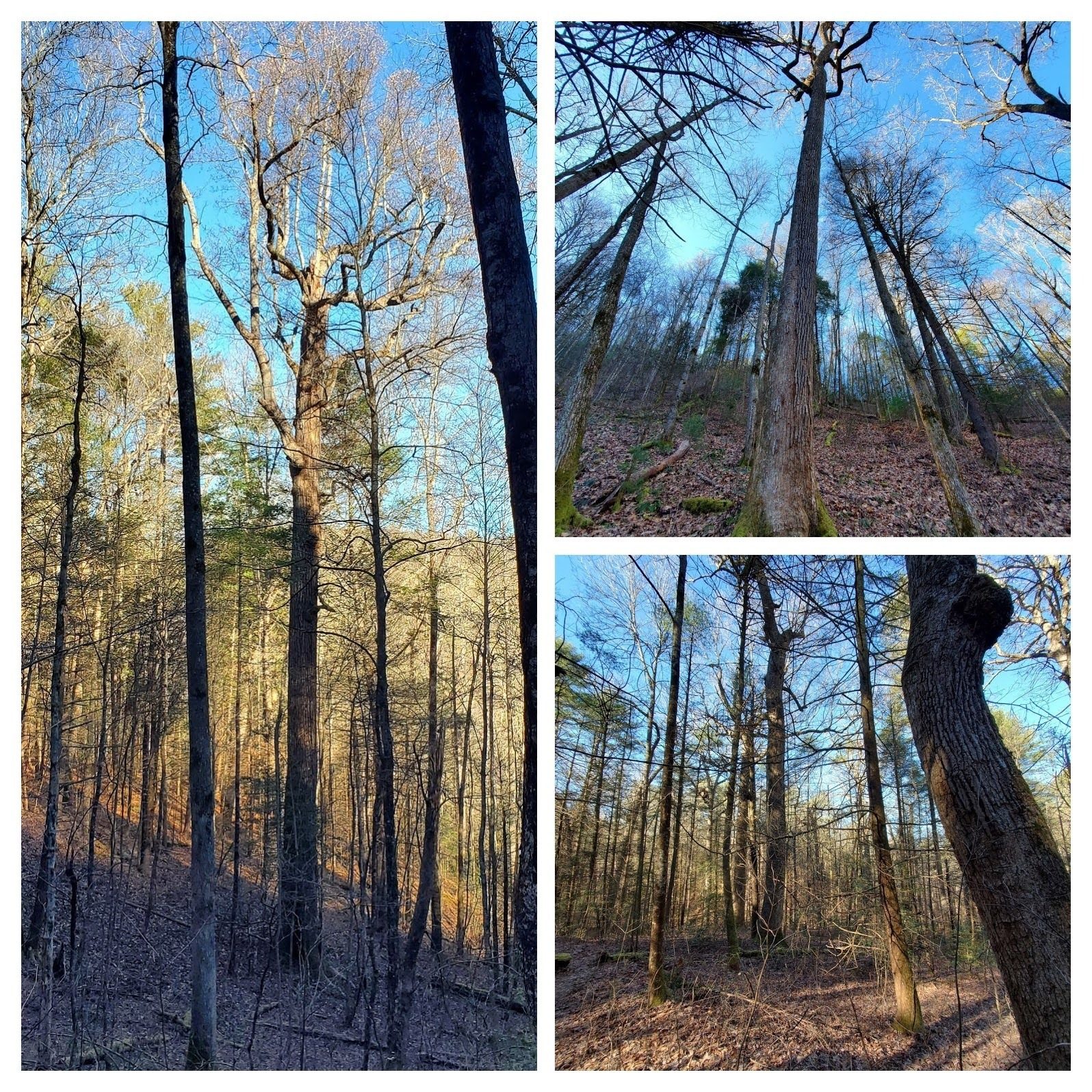 More of the large Poplars.