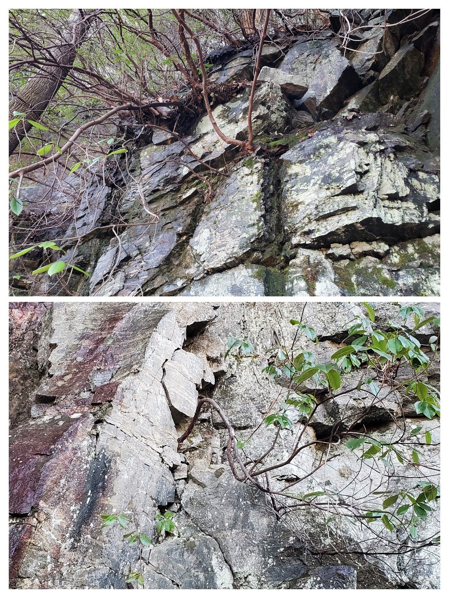 Fascinating how these Rhododendron can sprout and grow with the slightest soil in the rock wall!