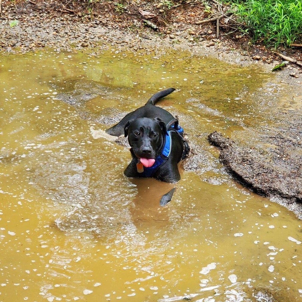 Time to cool off. Don't you love the way simple things make a pooch happy?