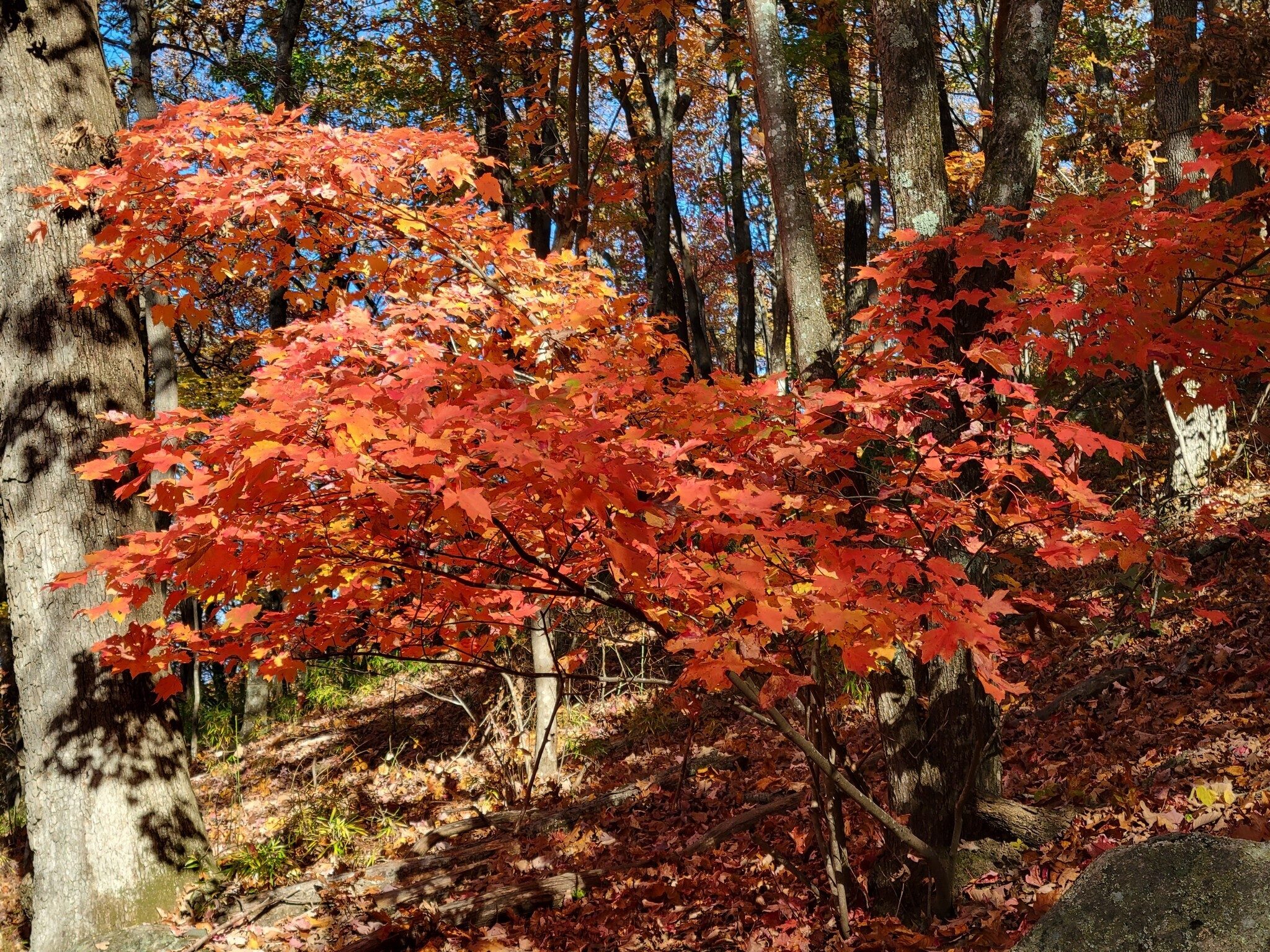 This bright orange Maple Tree showing off further up the trail.