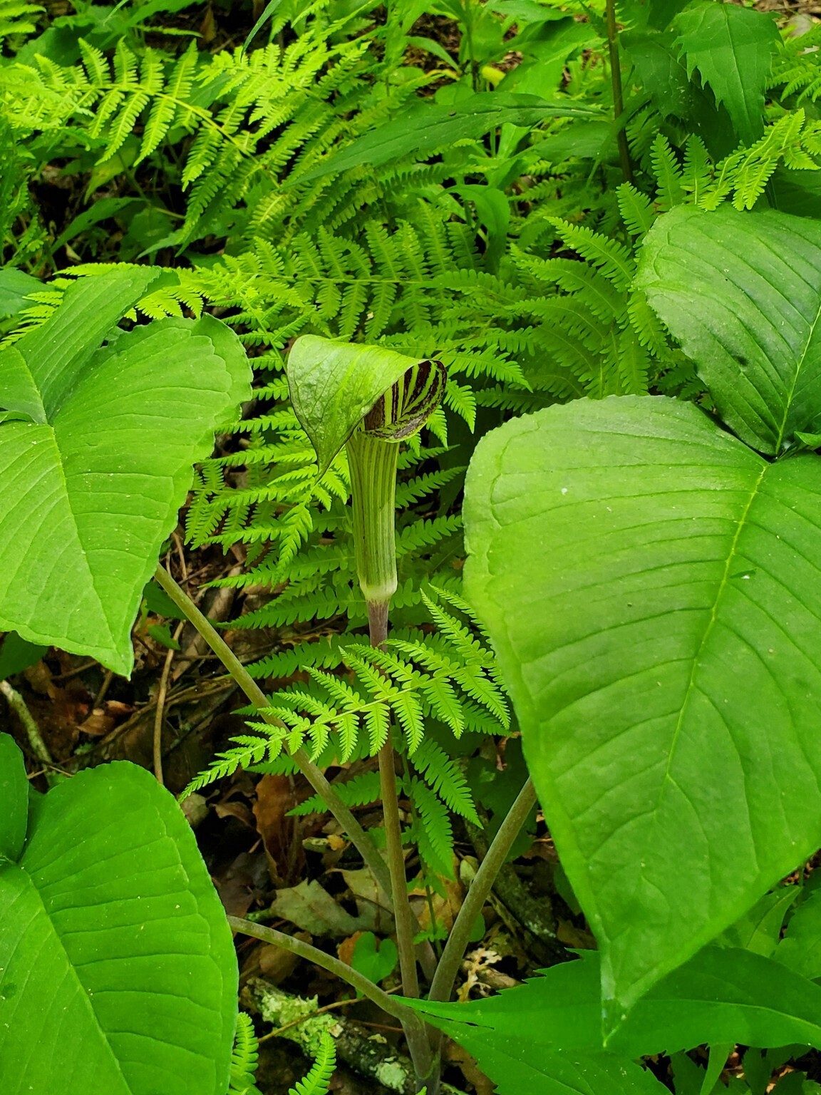 How about this Jack-in-the-Pulpit?  What a great trail today!