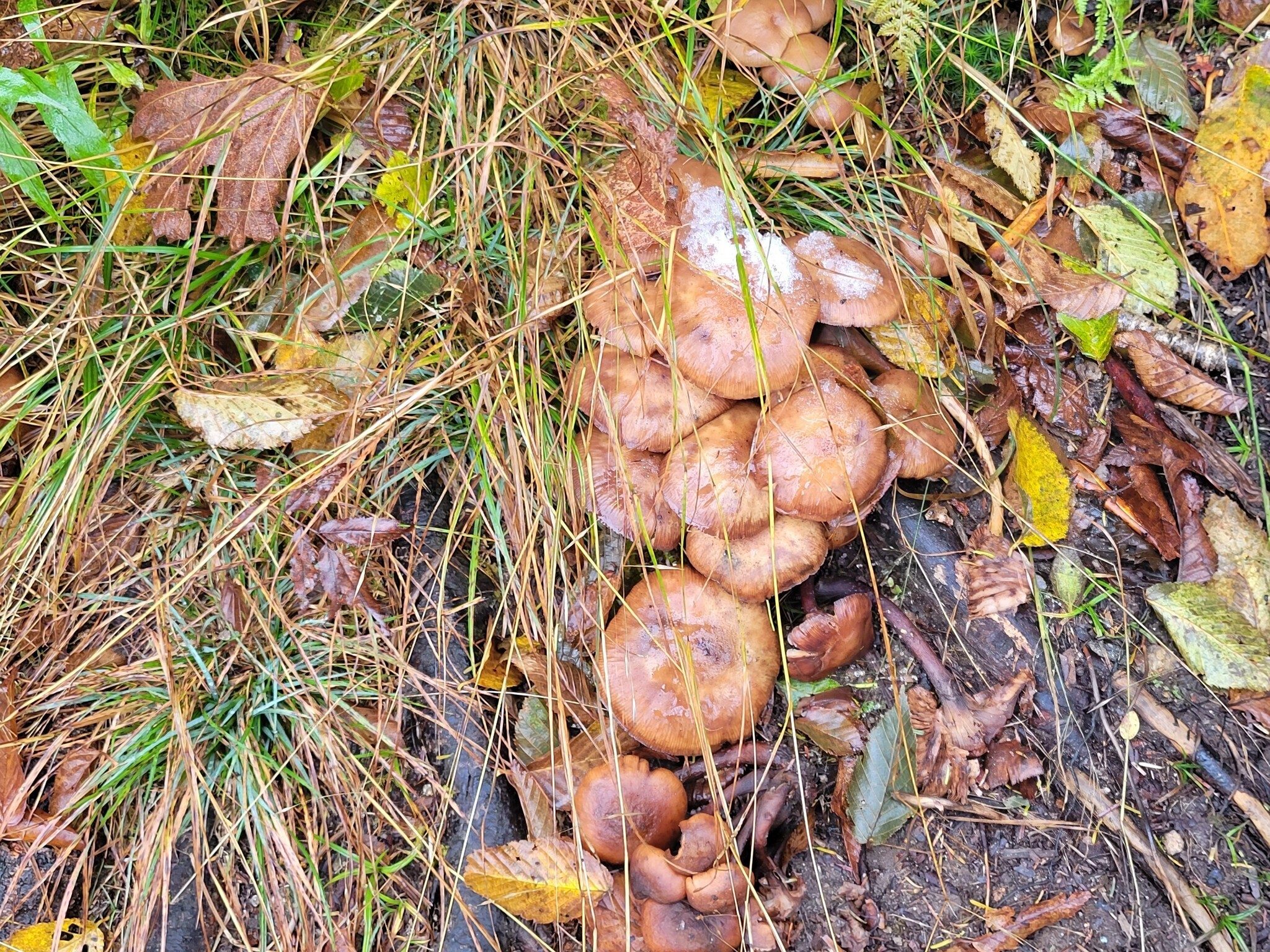 The sole mushroom example we saw today.