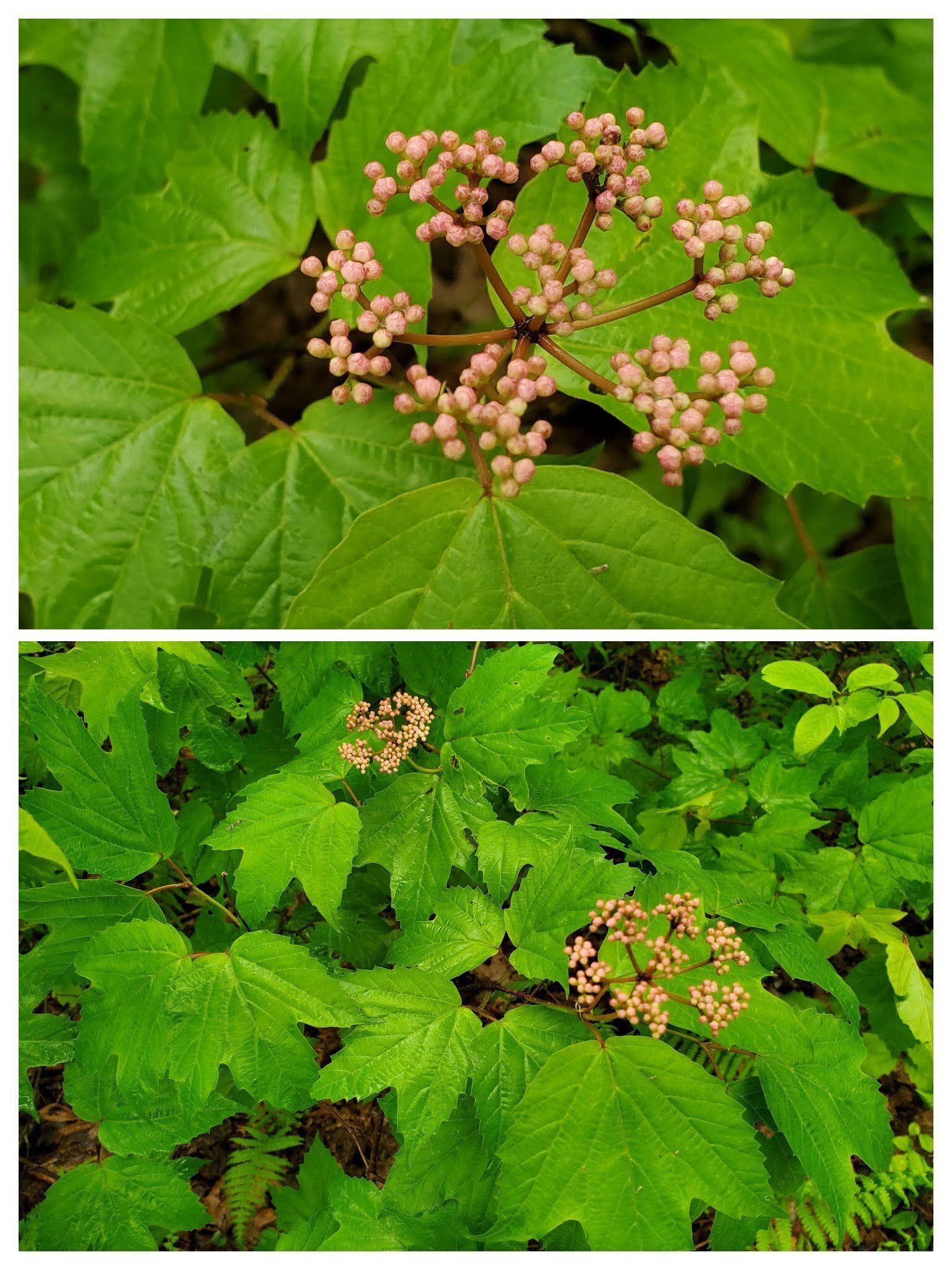 Maple-leaf Viburnum