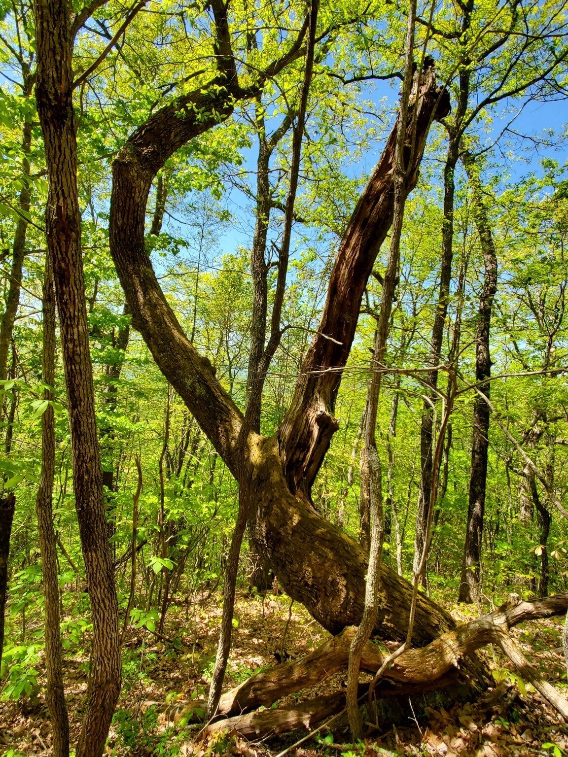 A somewhat artistic form in this weathered tree.