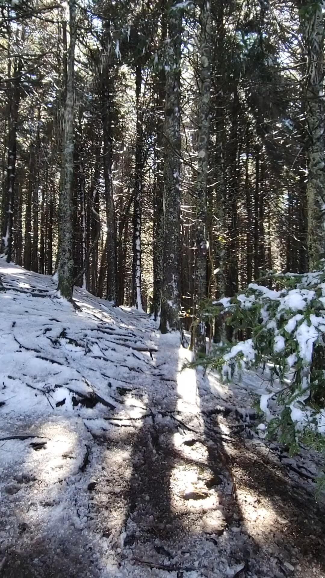 It was actually a beautiful sight with the backlighting of the trees as it "rained" on us from the melting ice.