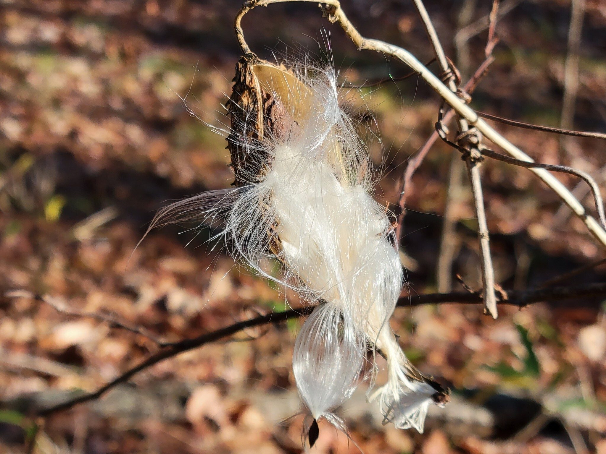 An eye-catching seed pod of a vine.