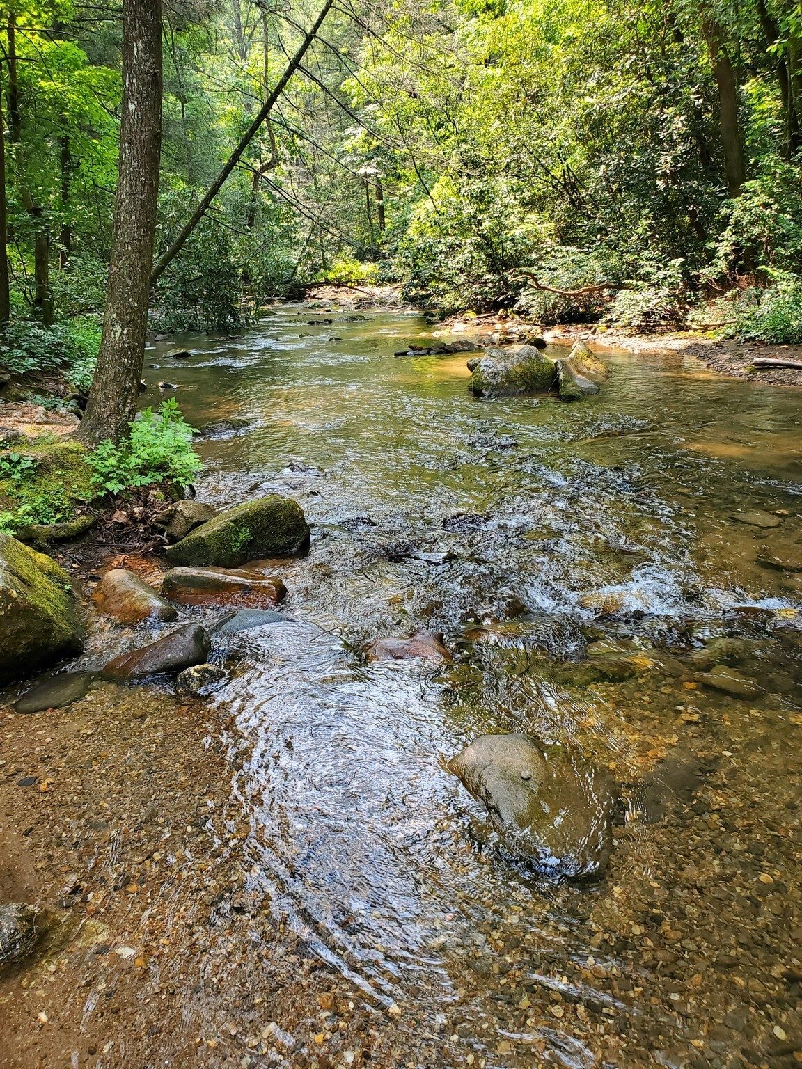 Smith Creek feeding Unicoi Lake.