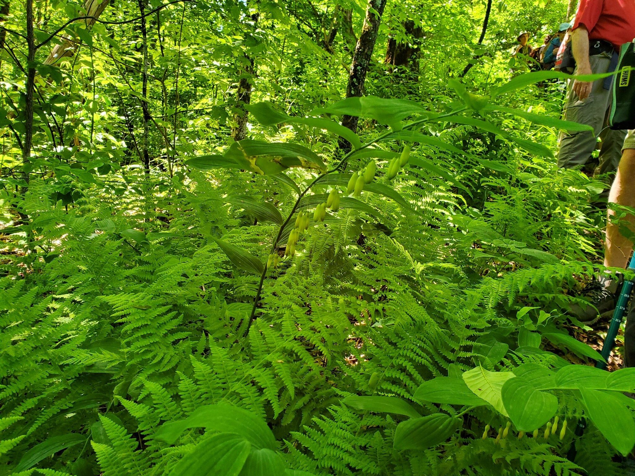 Some really large Solomon's Seal today.