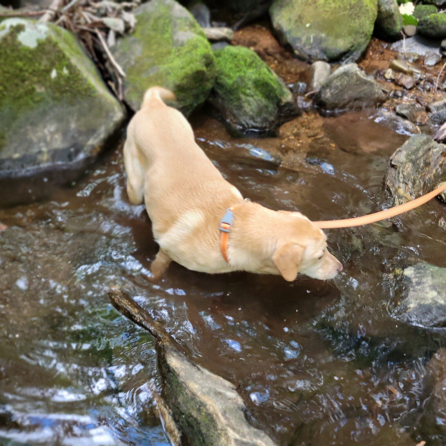 Squirt does not want to leave this cooling water hole crossing our trail.