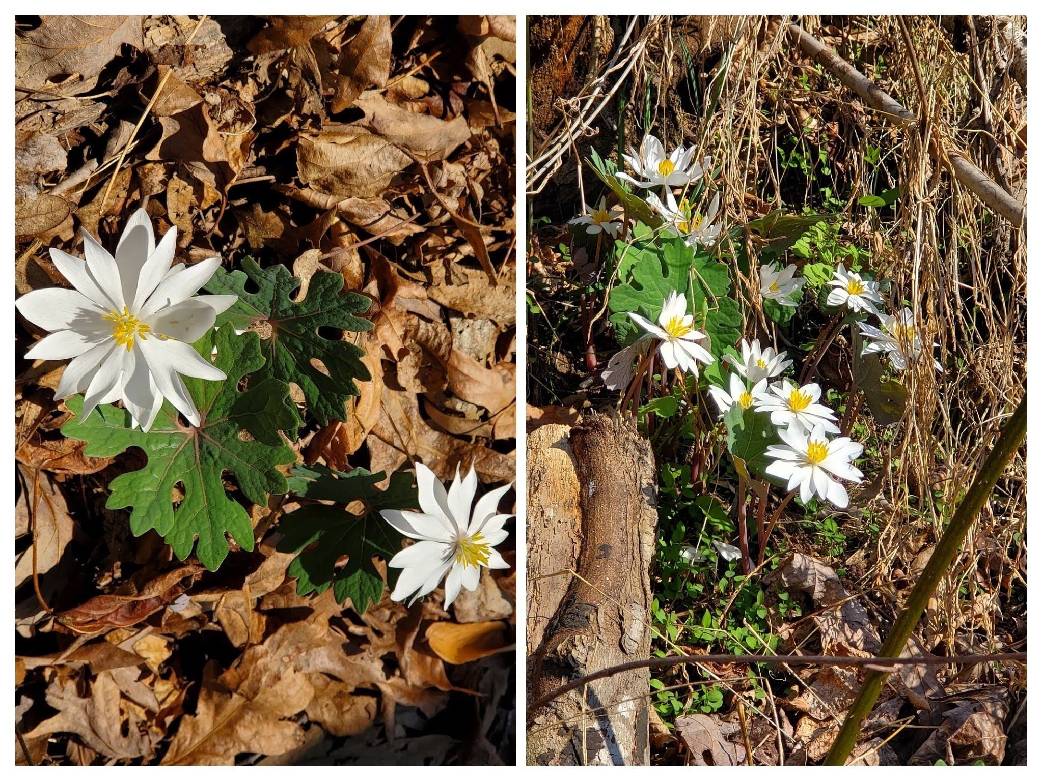A fair amount of Blood Root seen today.