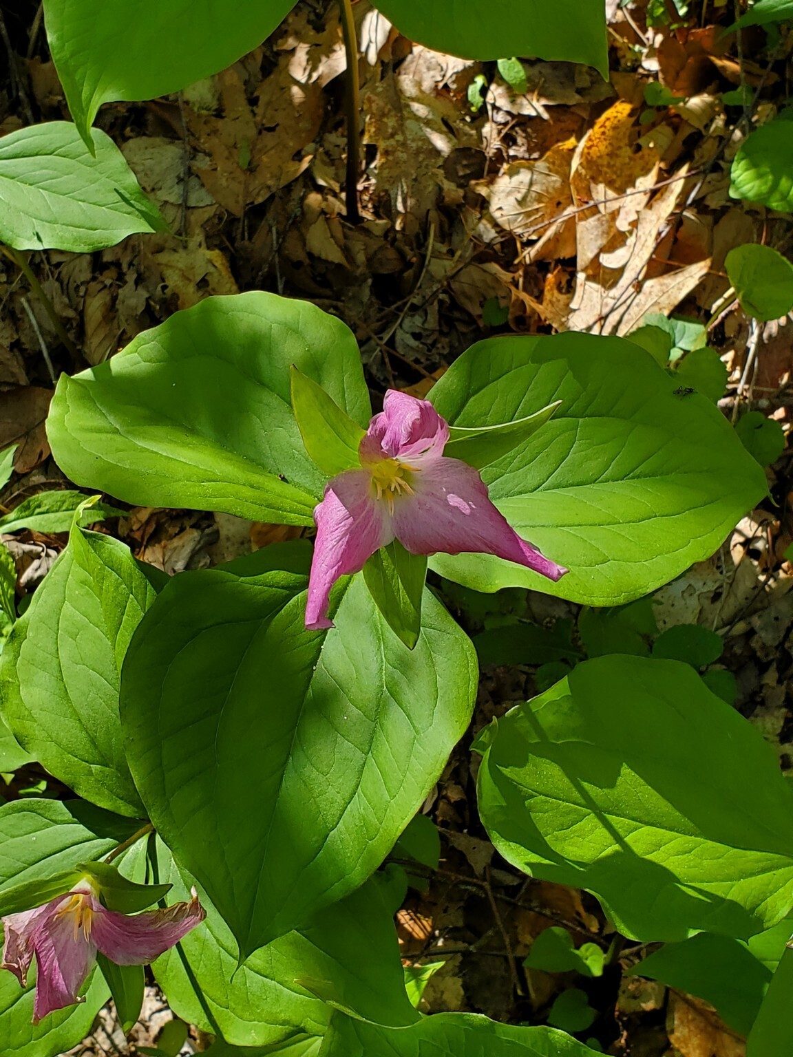 Okay, here's the Trillium. I better get these right.   White Trillium