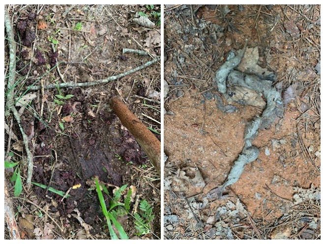 We're not alone today.  On the left, bear scat from feeding on the numerous Blackberry bushes and right, Heather thinks this might be Bobcat scat.