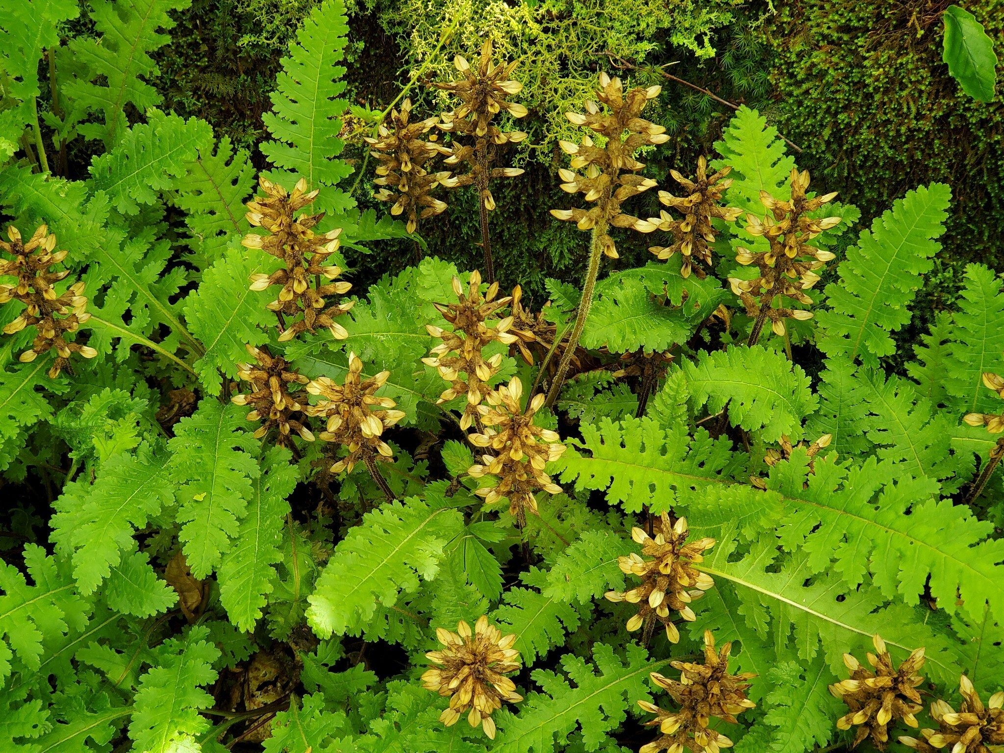 Plenty of these Wood Betony (aka Common Lousewort), too!