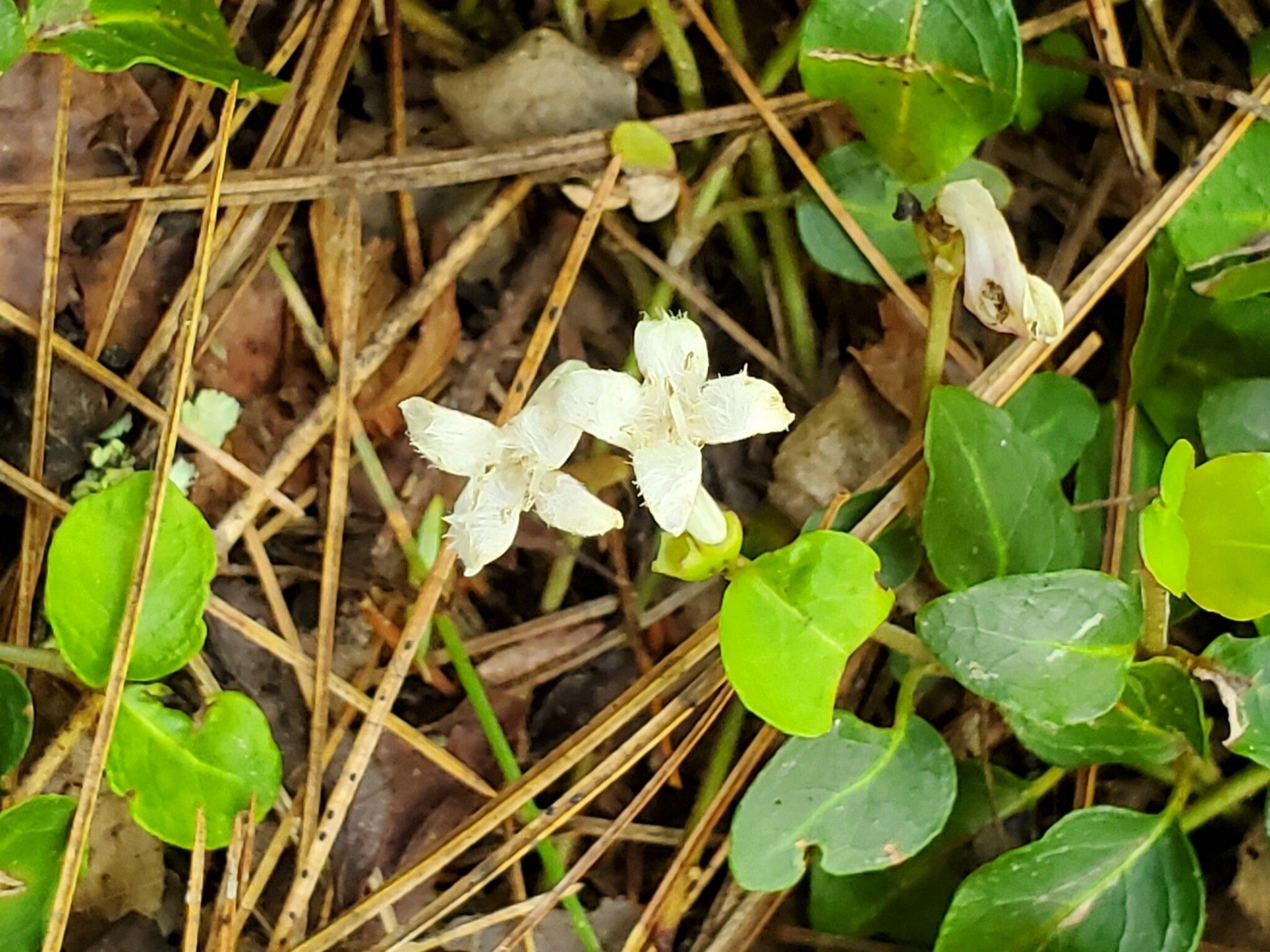 Partridgeberries in bloom.