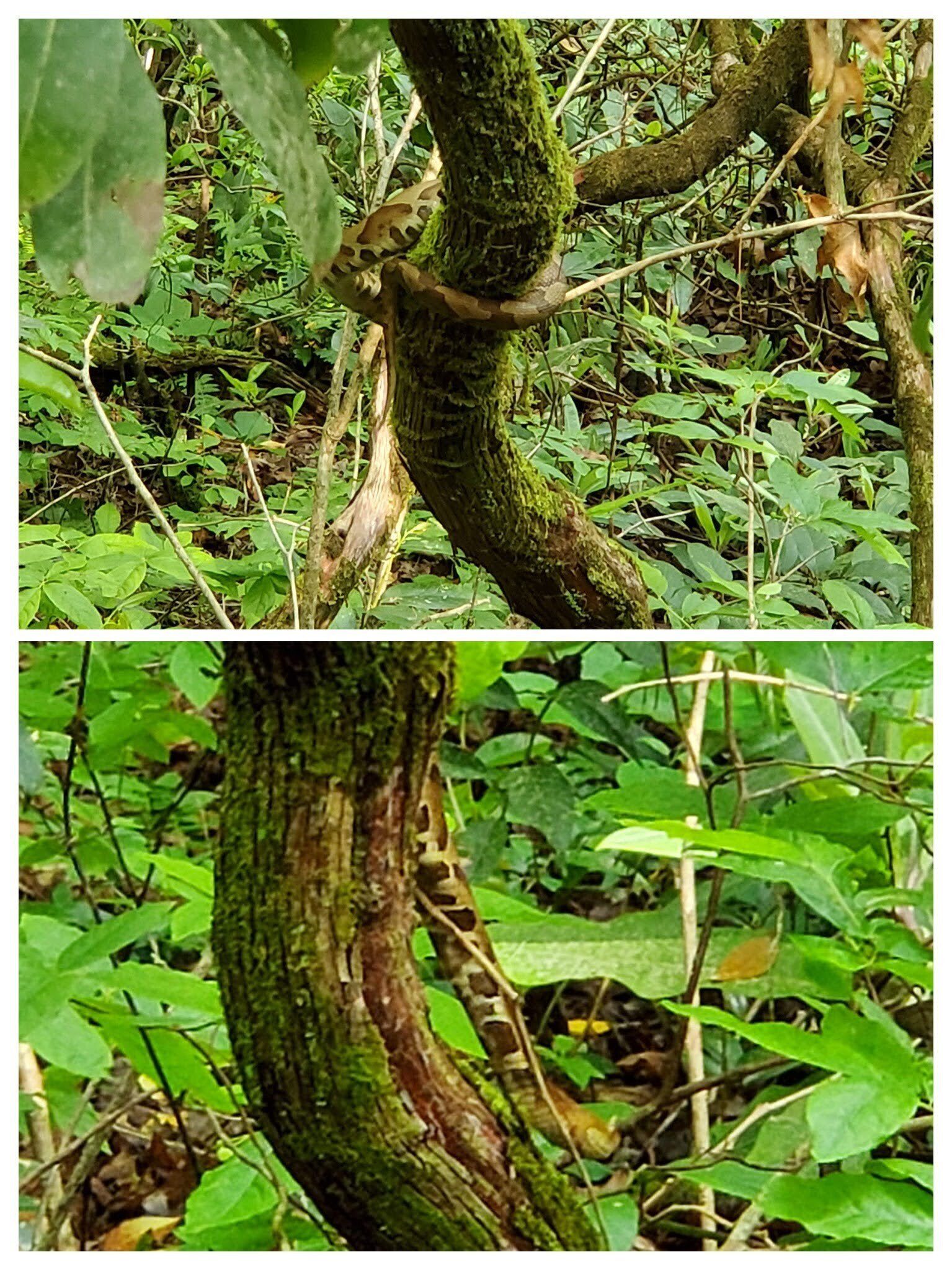 An early surprise . . . Jack Wintle unknowingly stepped on this Copperhead that Shelia then advised him about.