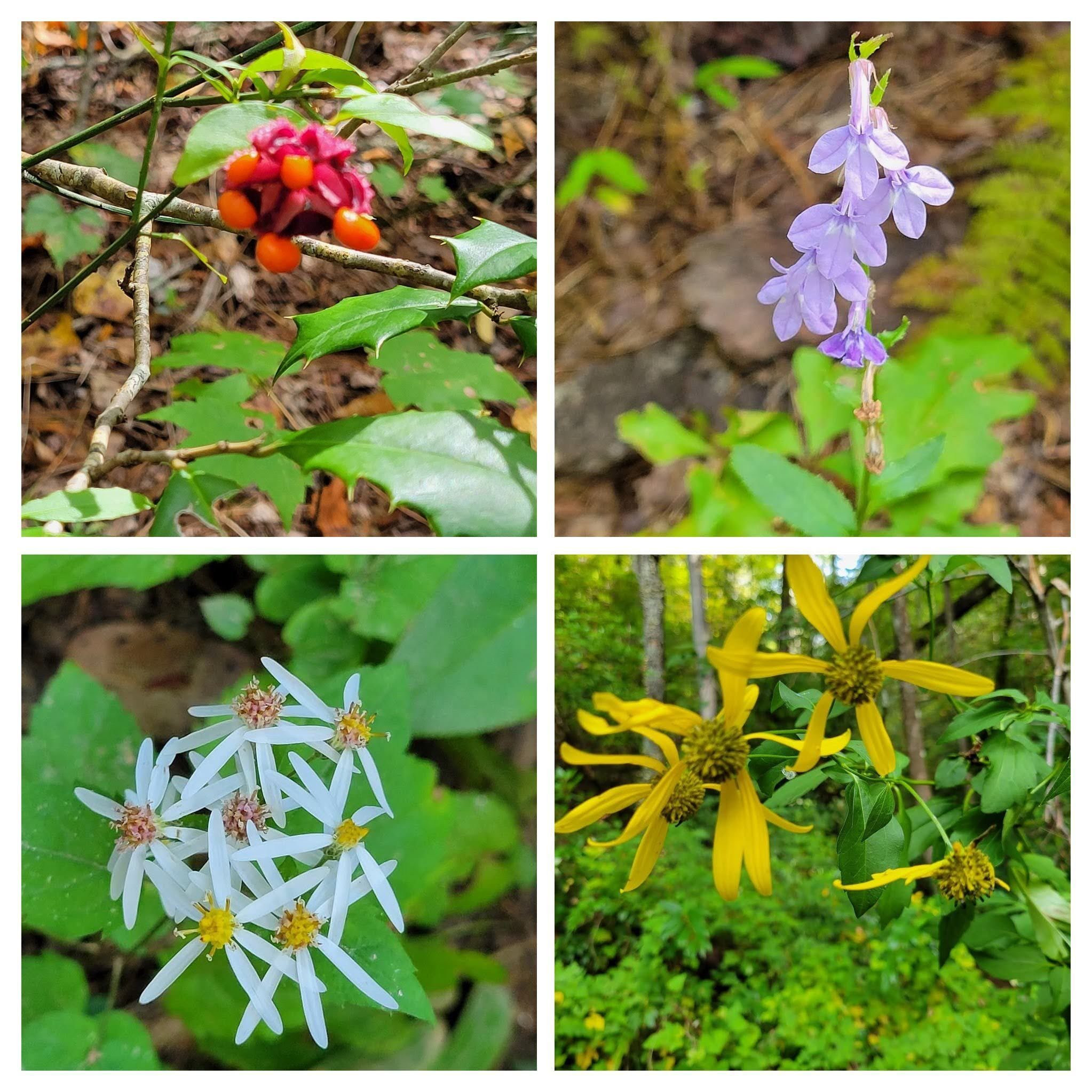 Typical fall wildflowers still hanging in there.