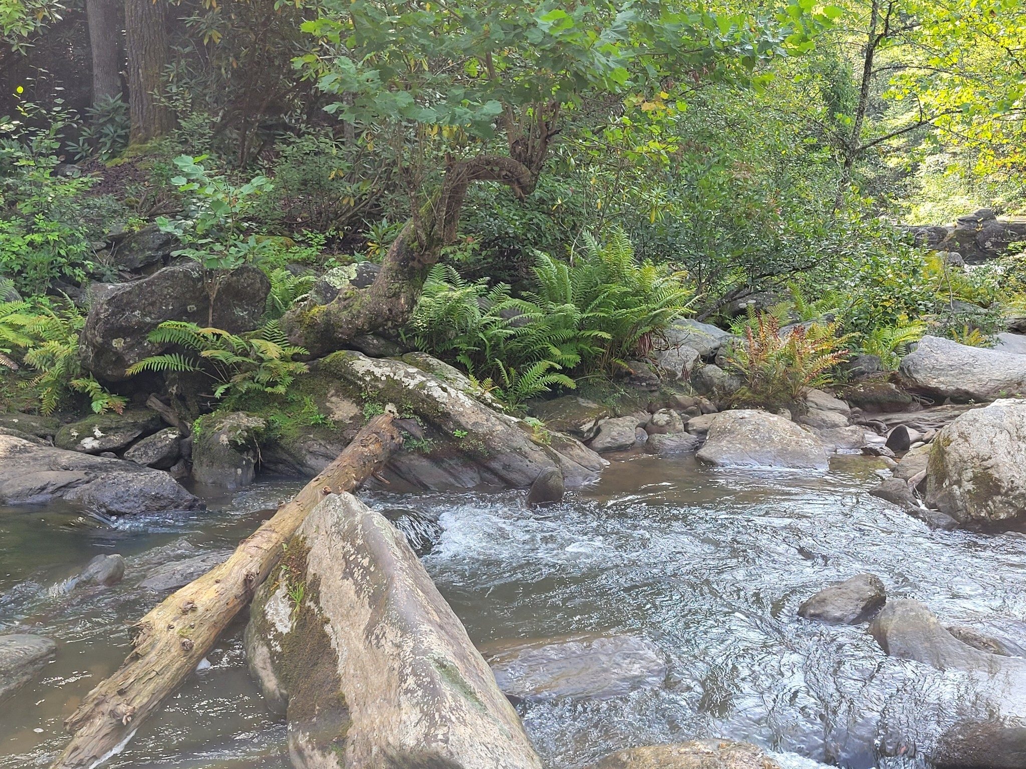 The beautiful ferns along the bank caught our attention.