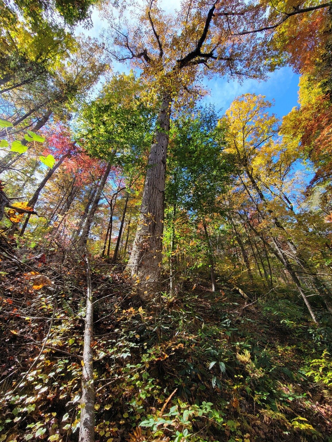 On the way back, a final view of fall colors and a massive Poplar Tree.