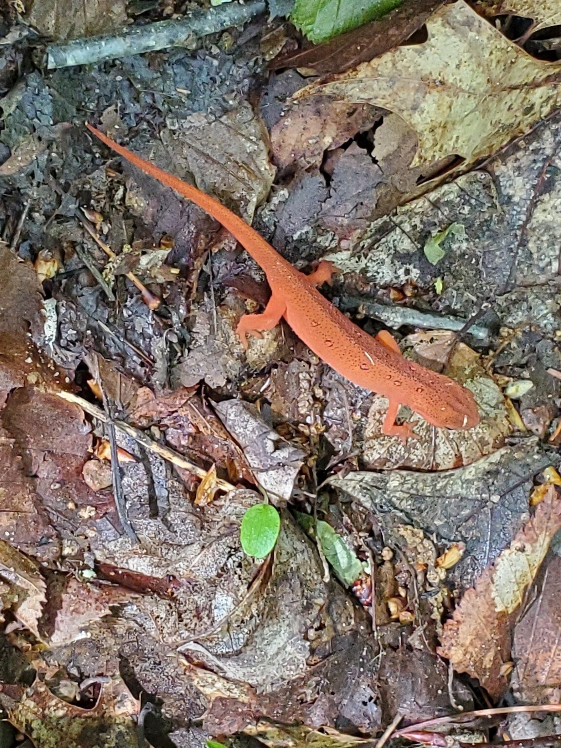 This Eastern or possibly Red Spotted Newt poised for us just off the trail.