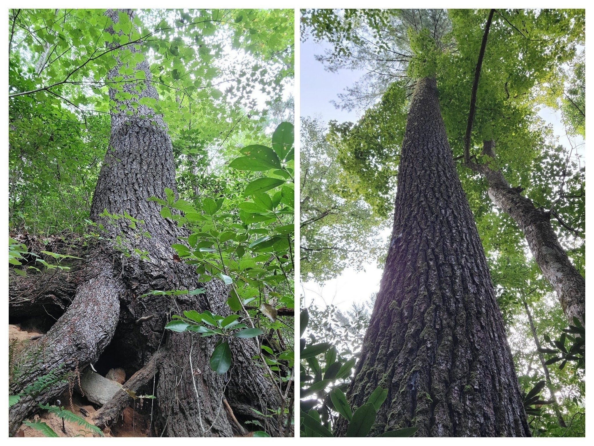 There were a number of very large trees like these White Pines along the way.