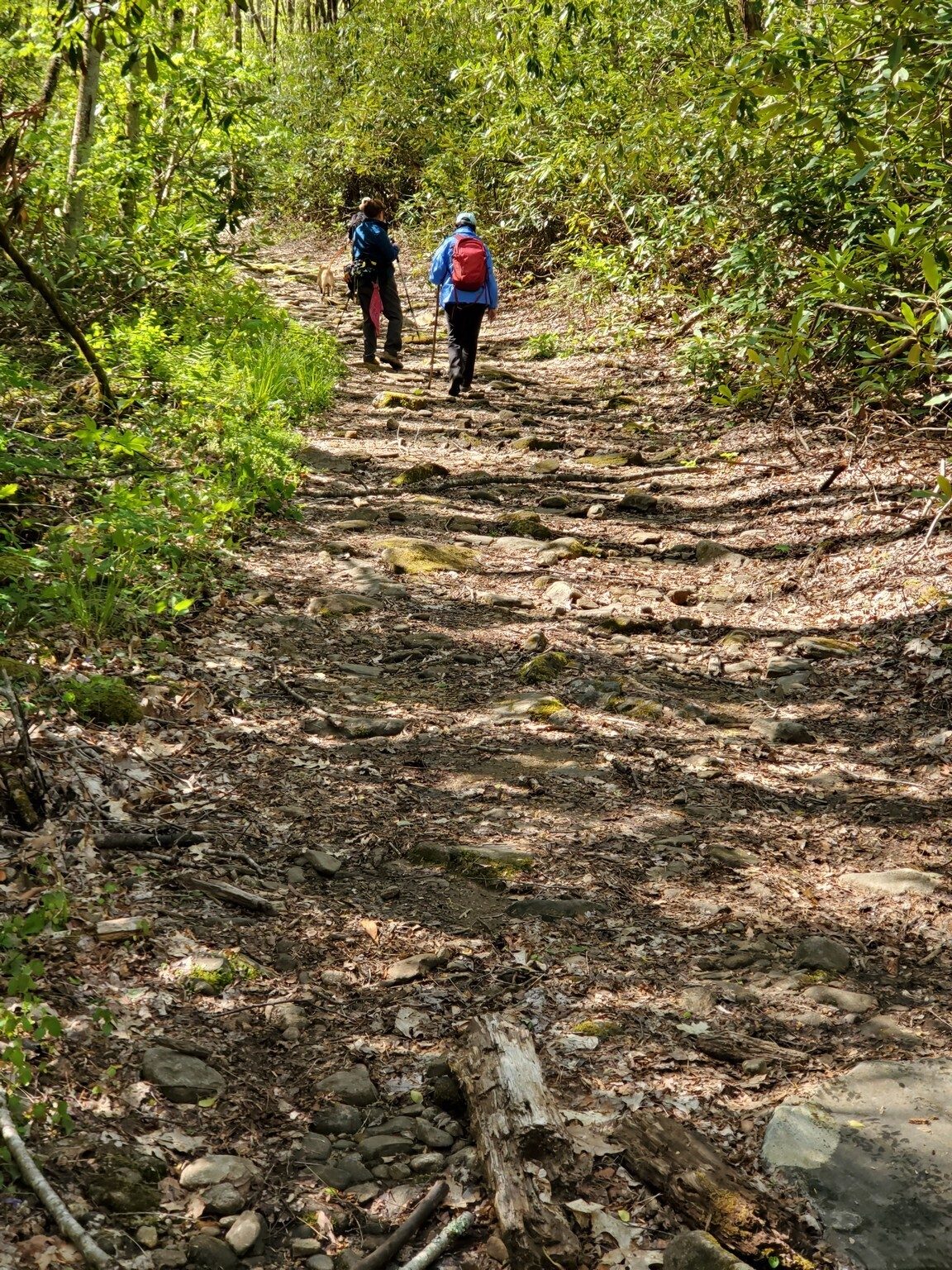 Nice trail in some sections.