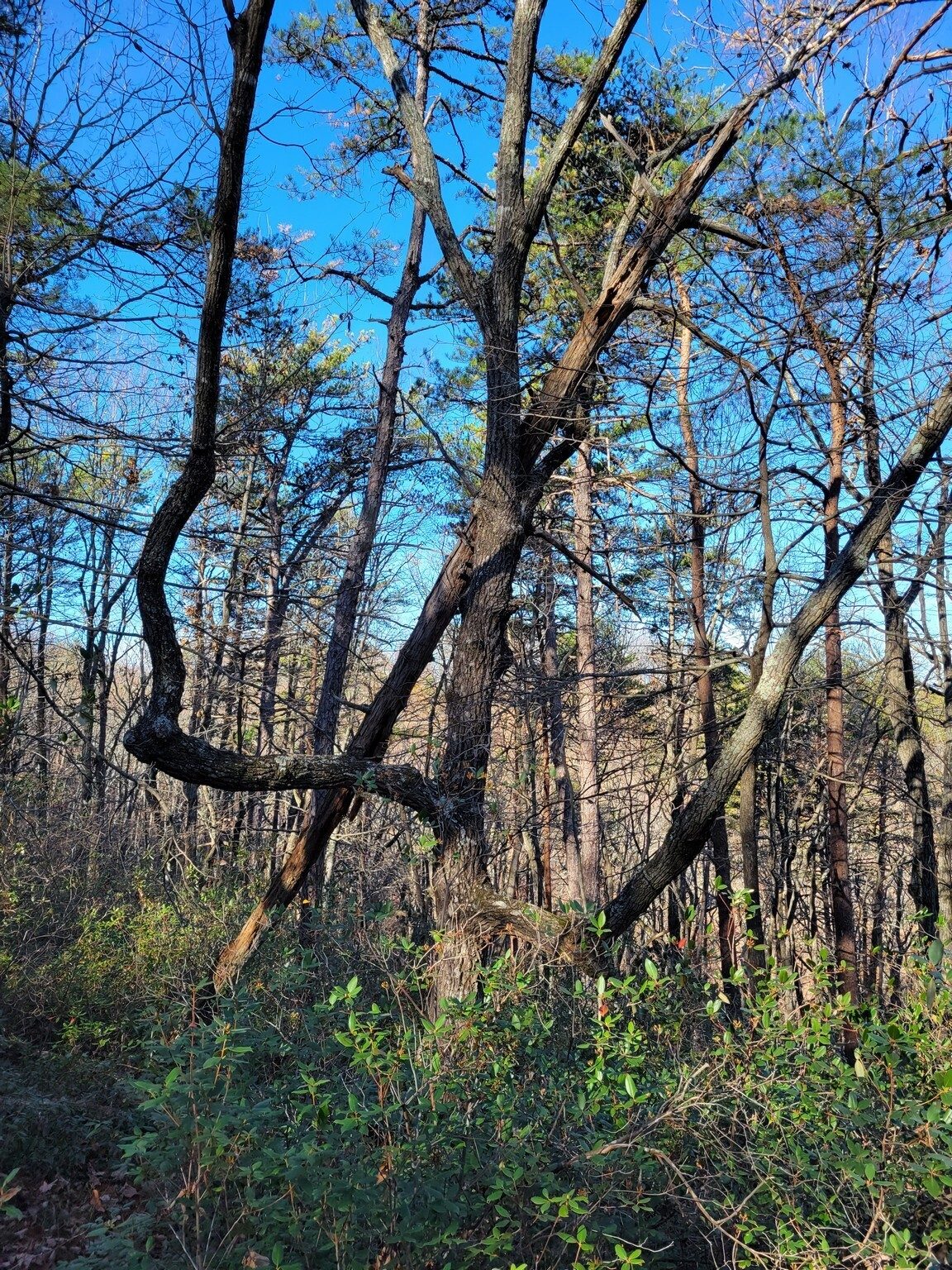 A curious shaped tree stood out.