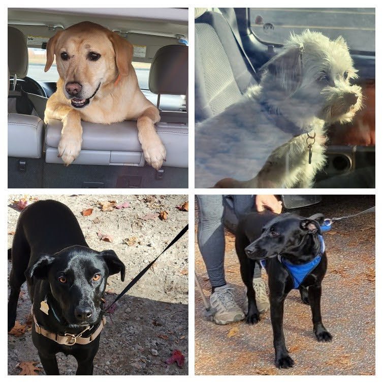 Well  . . . at least the pups are anxious to hike!
