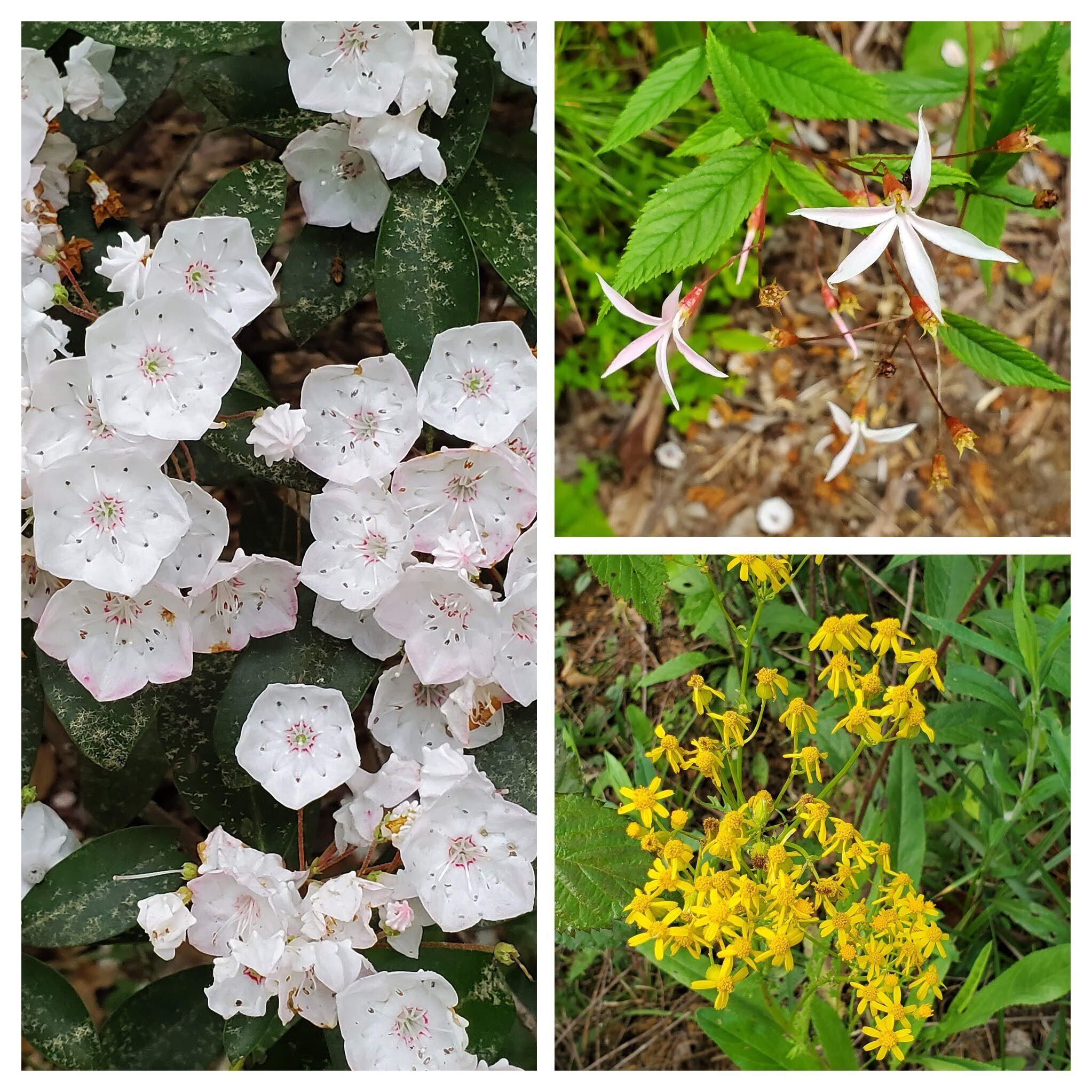 Other wildflowers seen today. L: Mountain Laurel; UR: Bowman's Root; LR: Golden Ragwort