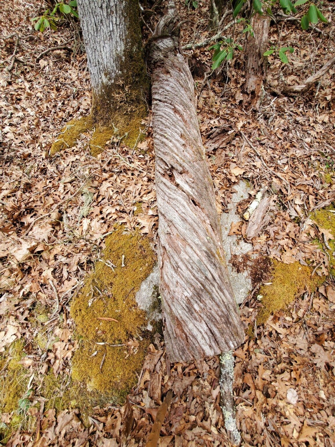 Quite a tight spiral grain in this old log.