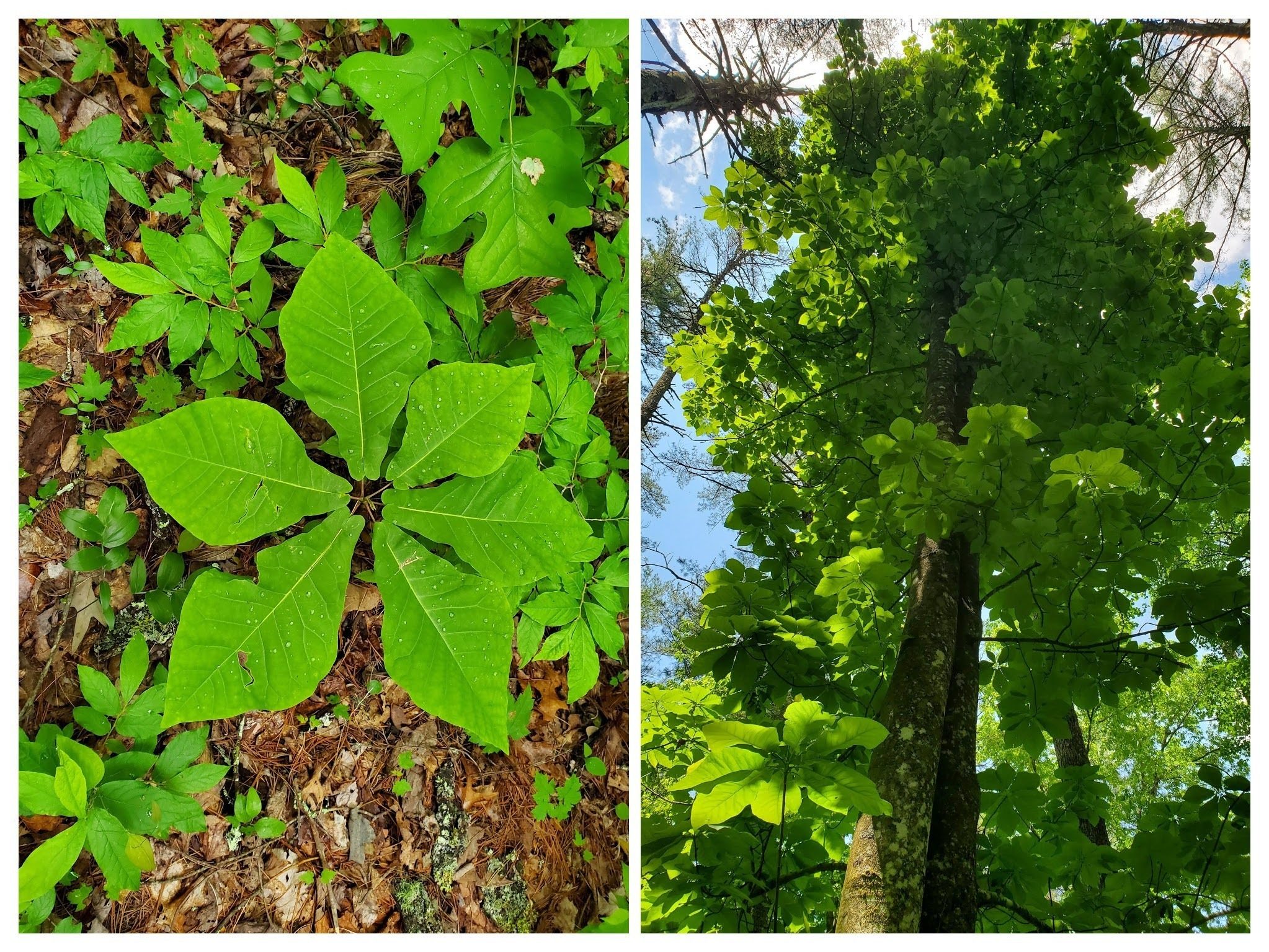 There were a large number of Frasier Magnolias sprouting, most likely coming from one of these large "Mother Magnolias."