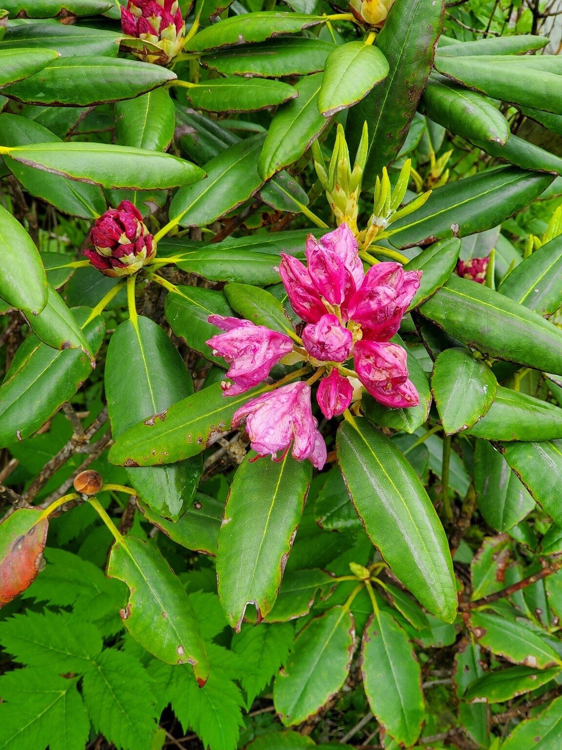 Something is fishy here.  This Rhododendron blooming atop Standing Indian when no other Rhododendron were in bloom along the trail.  Perhaps not native.