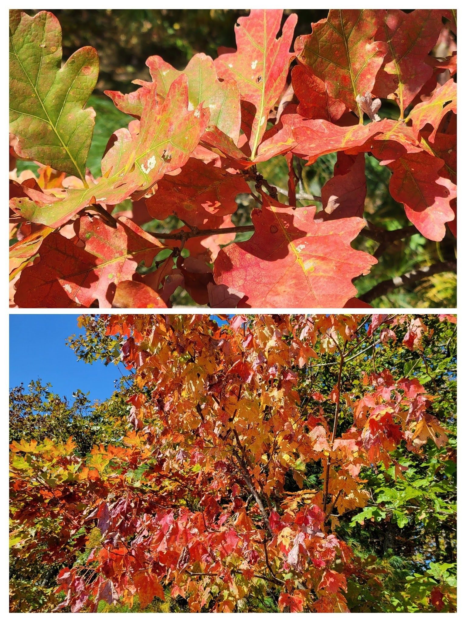 Some fall colors of Oaks and Maples showing up on Cowrock Mtn.