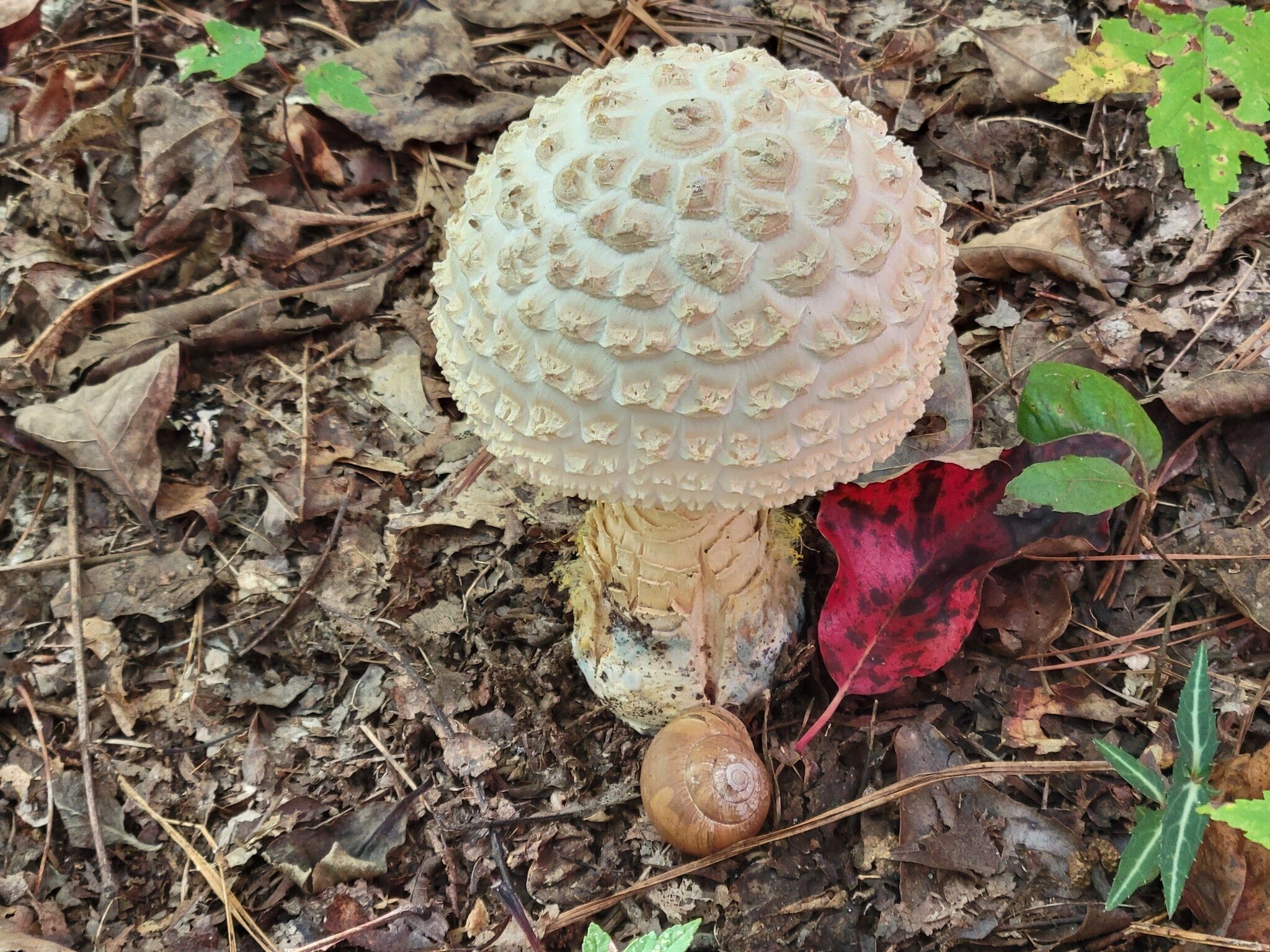 This large mushroom with a snail at its stalk was interesting.