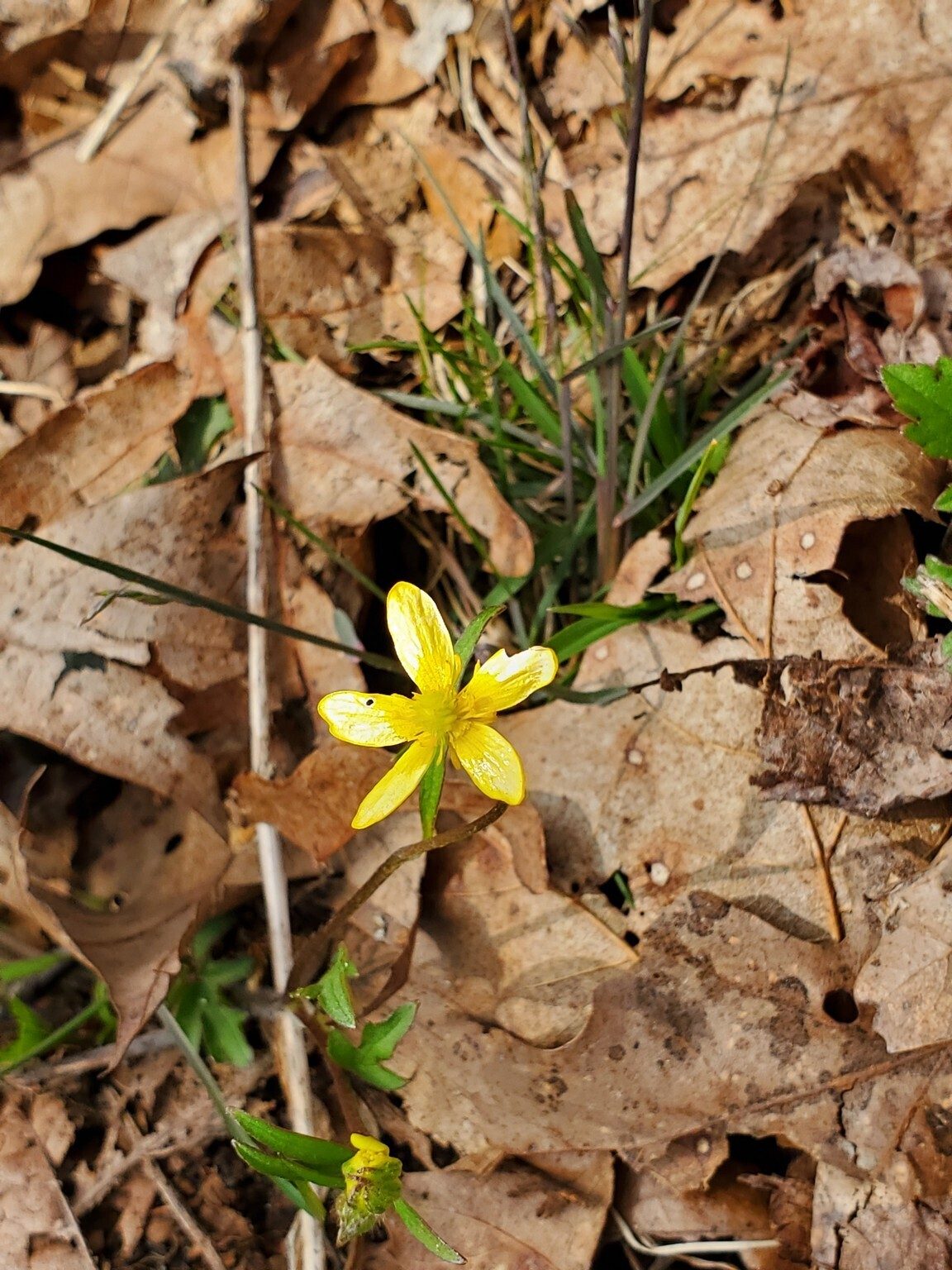 Ray says this is not Yellow Stargrass . . . a Buttercup perhaps?