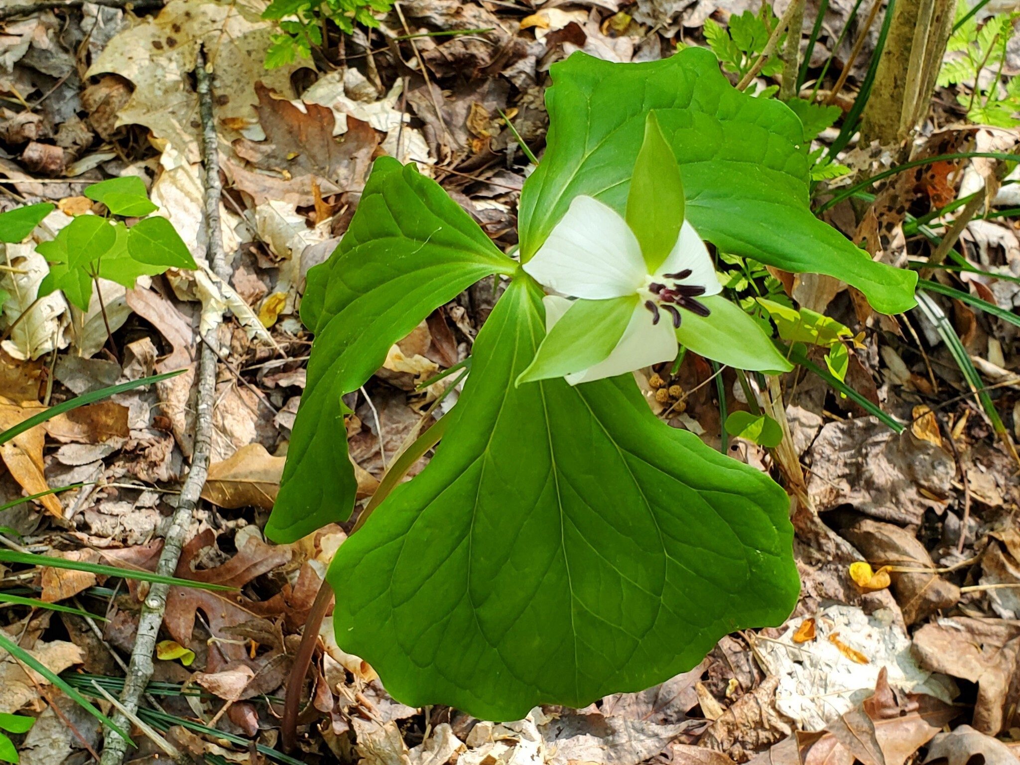 On of our first Trillium seen today, a white form of a Red Trillium.