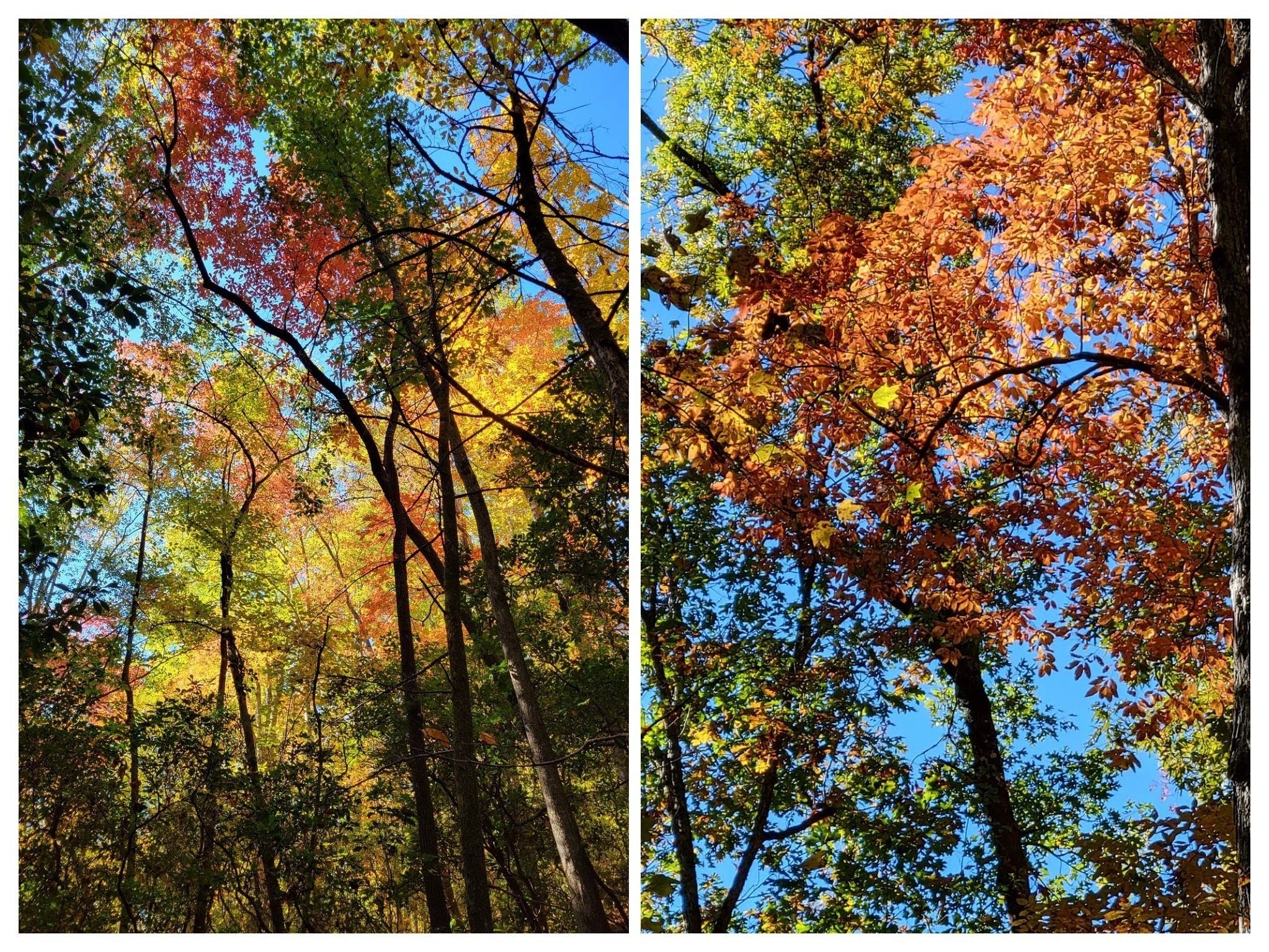 Fall colors in the overhead trees.
