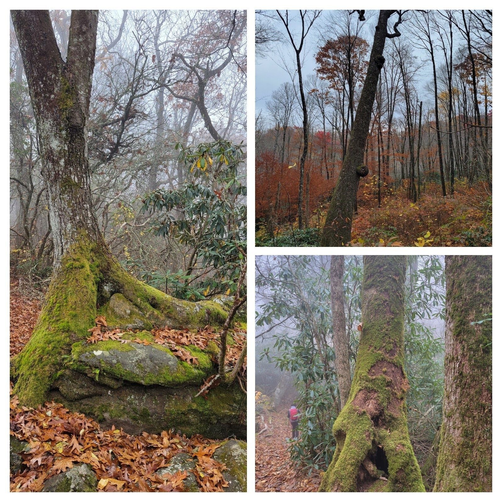 Gotta love these trees with character!