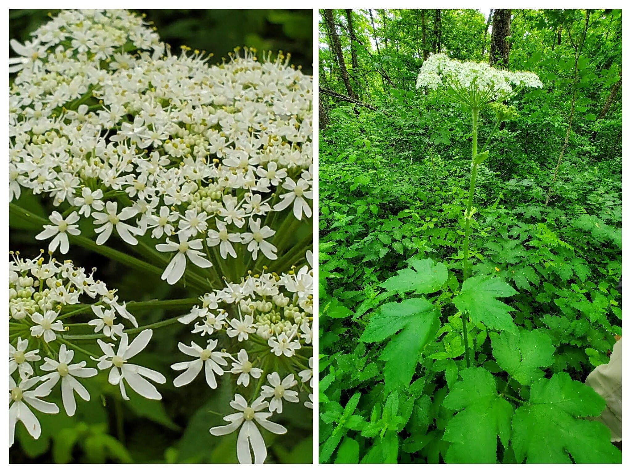 Cow Parsnip perhaps.  A very tall, head-high plant.