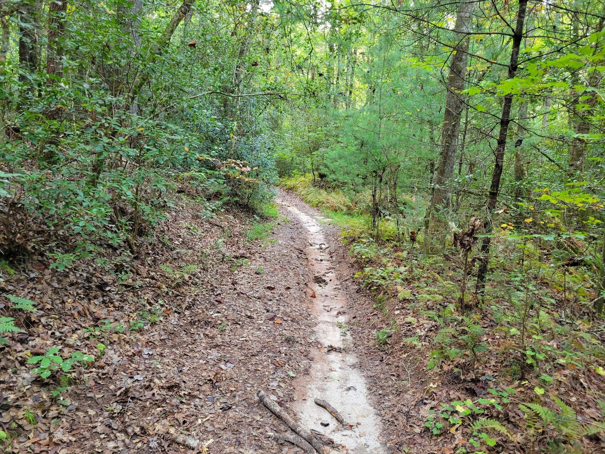 Typical trail well worn by horse traffic, but watch where you step!