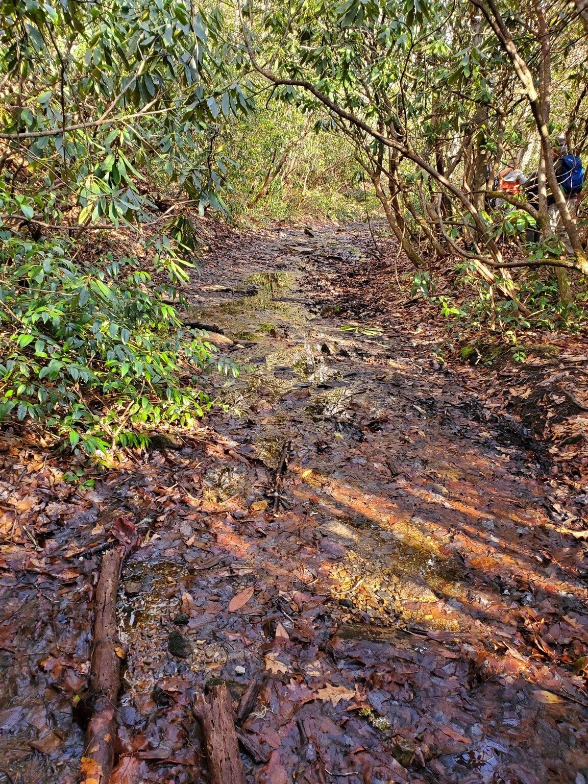 The wettest section of the Park Creek Trail is  along the flood plain west of the Nantahala River at the start of the hike.
