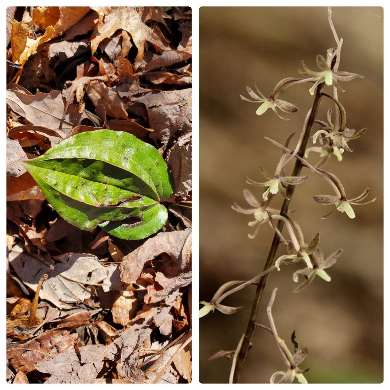 Hey Ray, you were right.  It is some type of orchid . . . a Crippled Cranefly Orchid.  Photo on left seen yesterday, frequently with burgundy leaves.