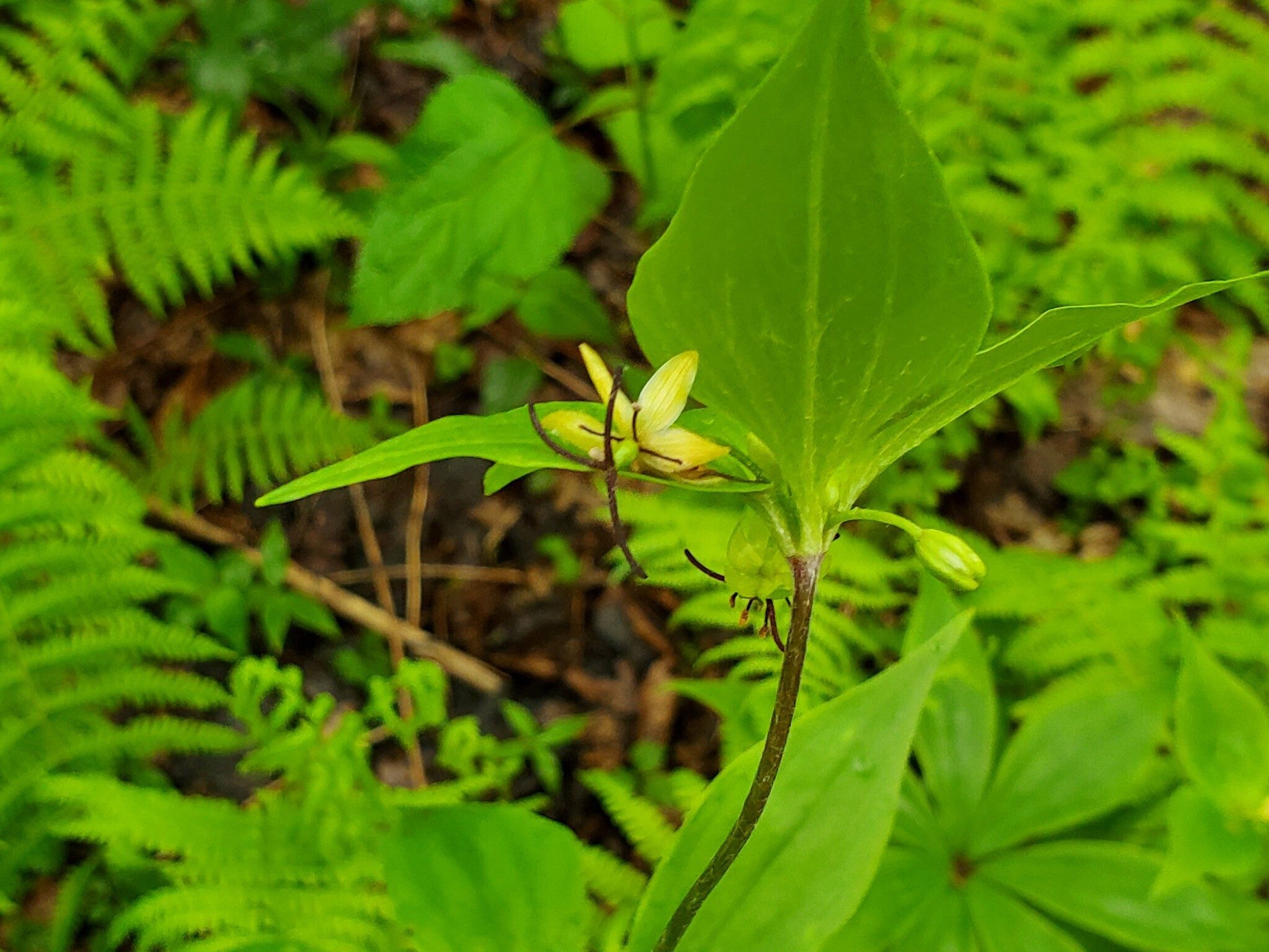Indian Cucumber