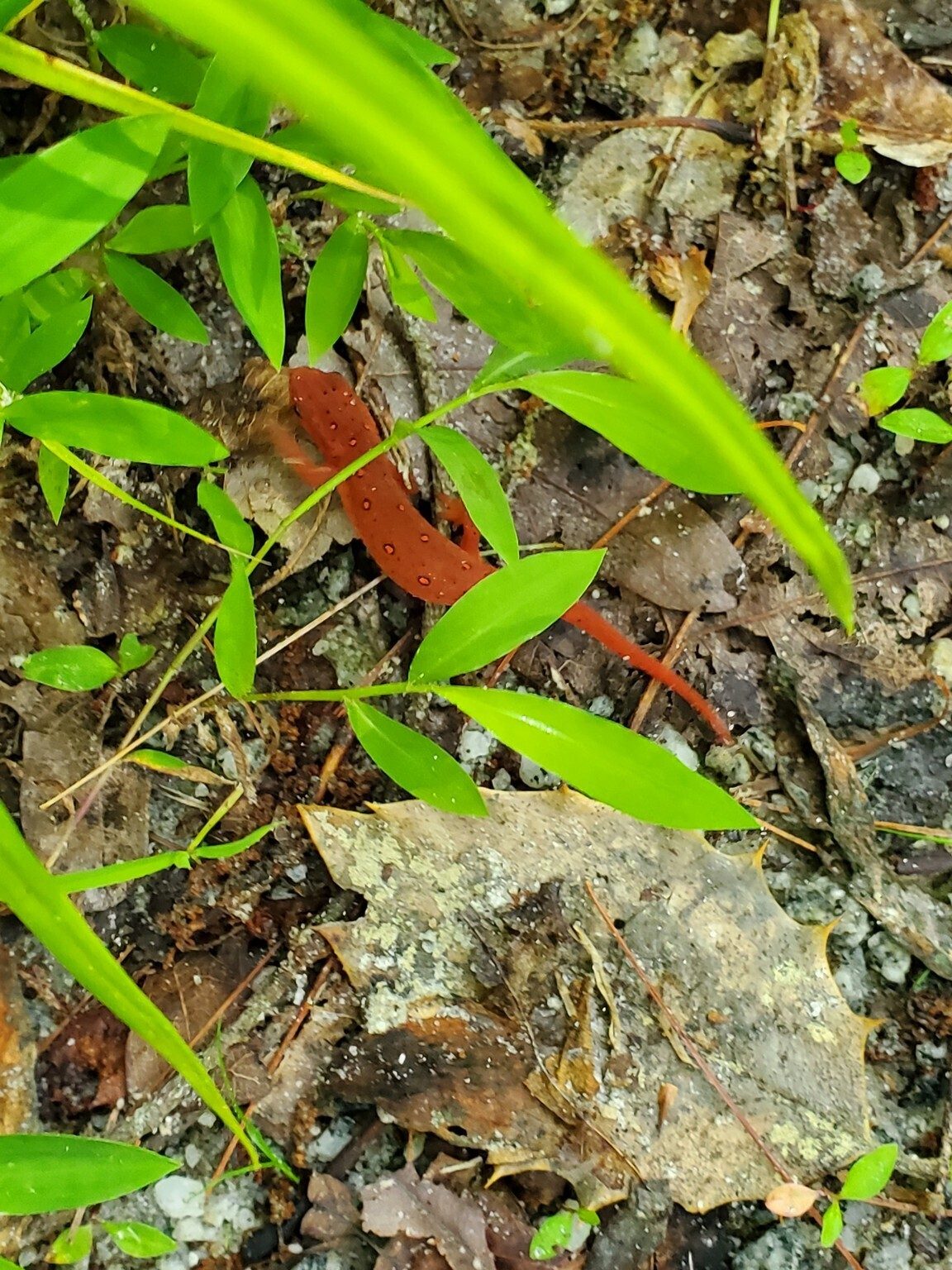 A  Red Spotted Newt seen early in the hike.