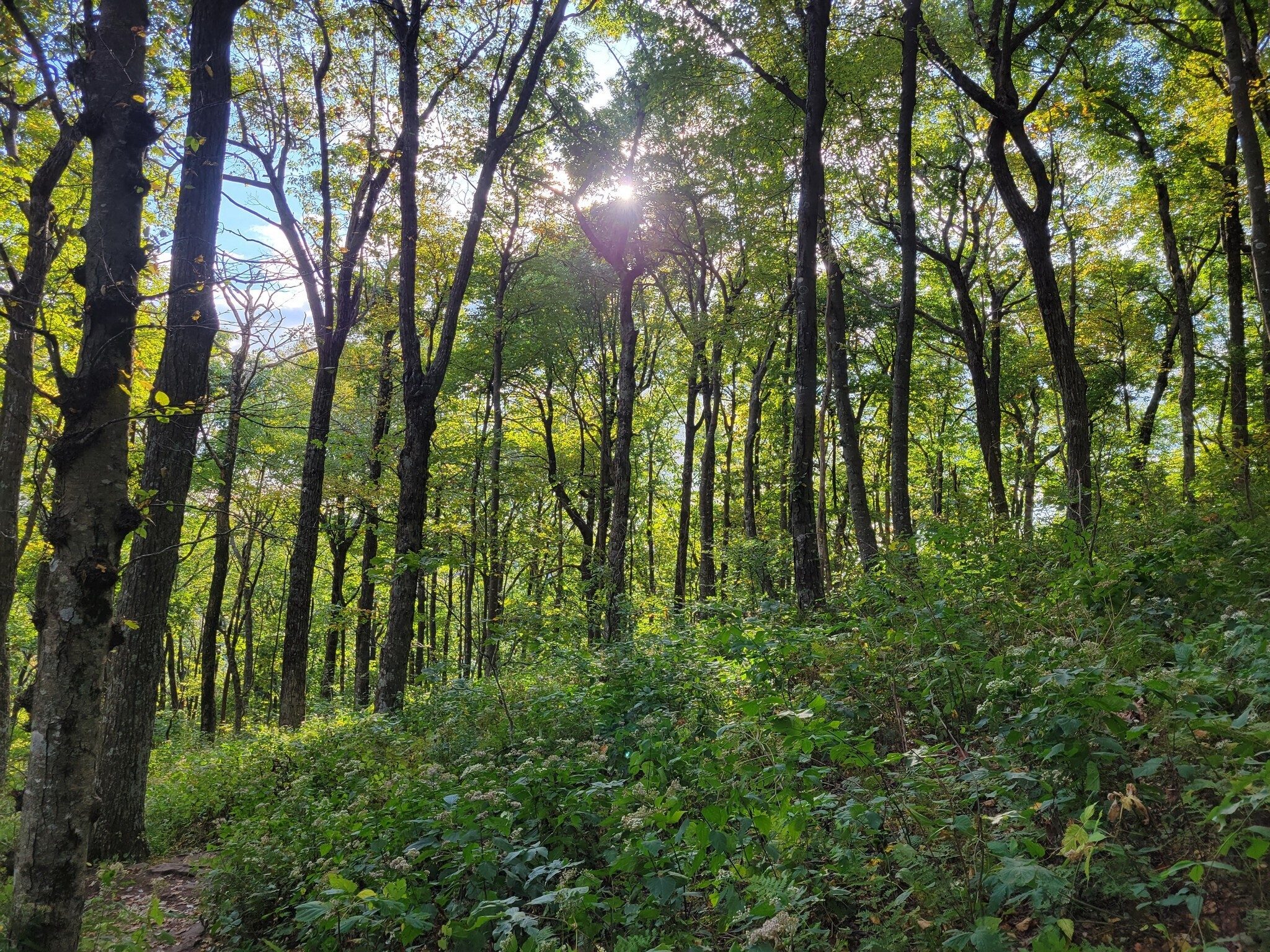 The sun creates a serene view coming through the tops of the trees.