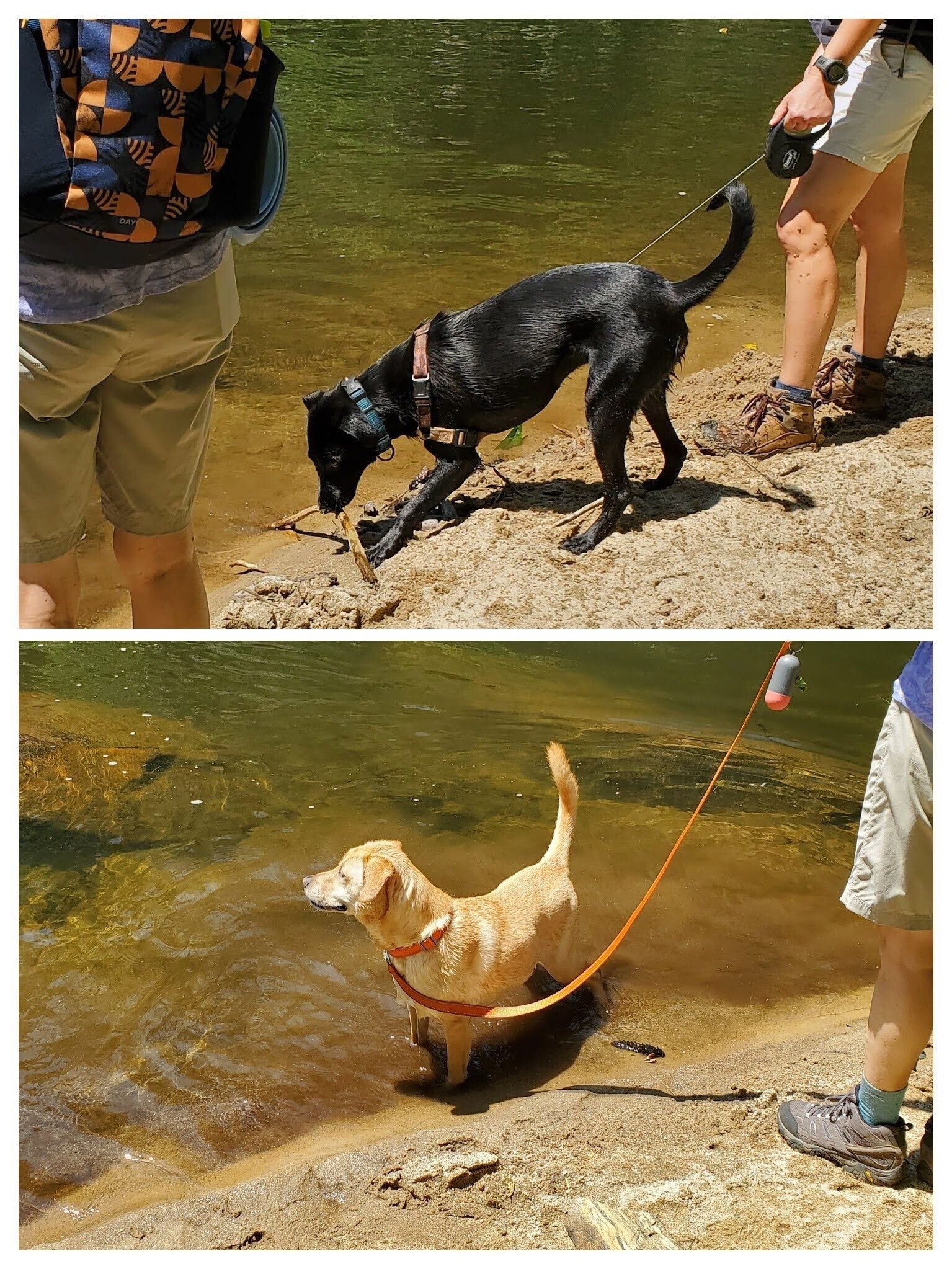 Trail dogs Toby (top) and Squirt (bottom) enjoying a break by the river.